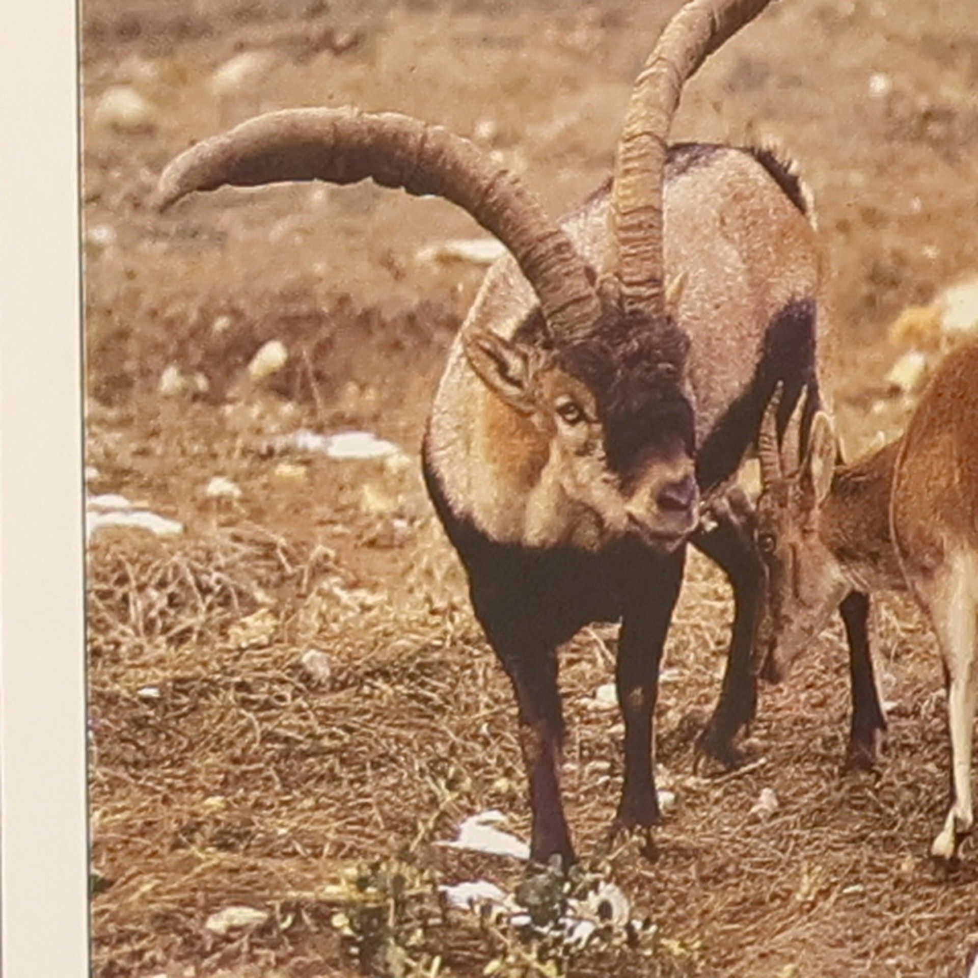 Irene Meyer Die faszinierende Welt der Tiere