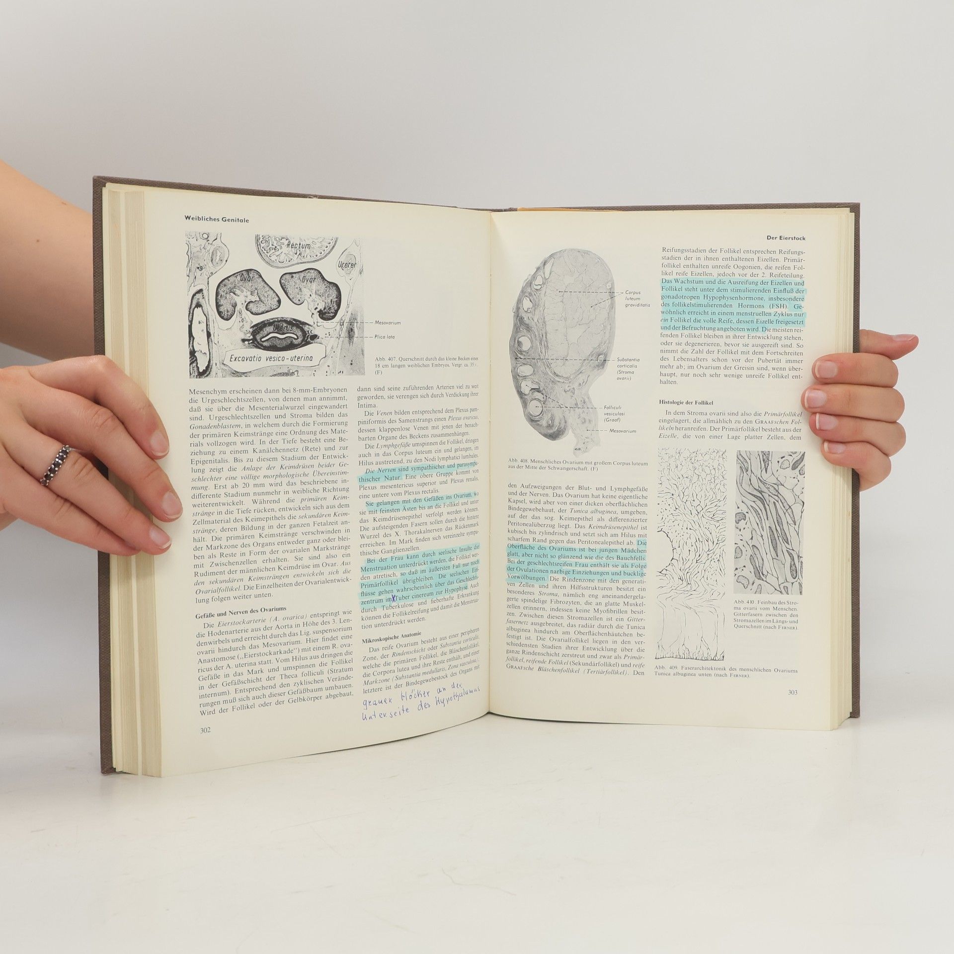 Helmut Ferner Lehrbuch der Anatomie des Menschen