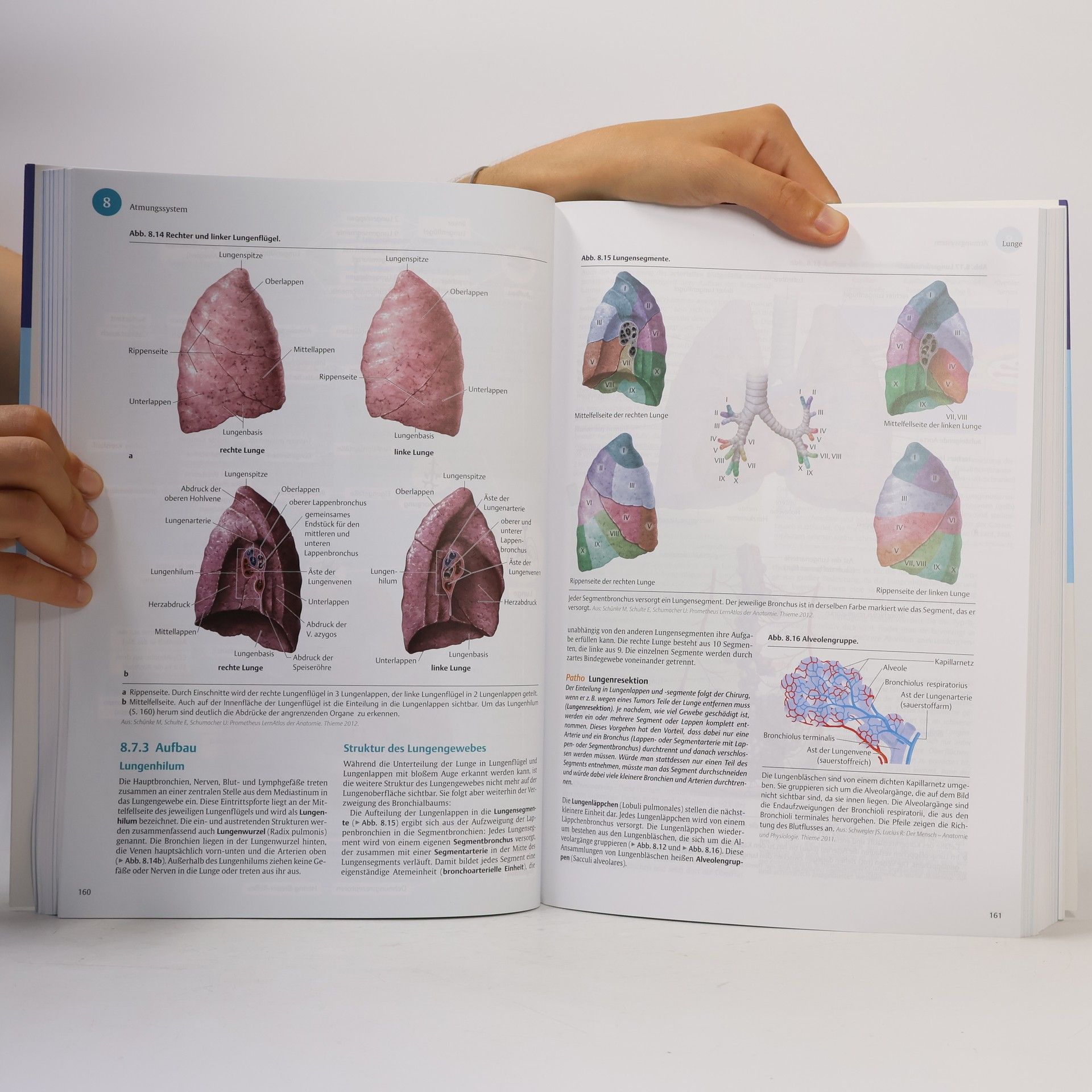 I care - Anatomie, Physiologie