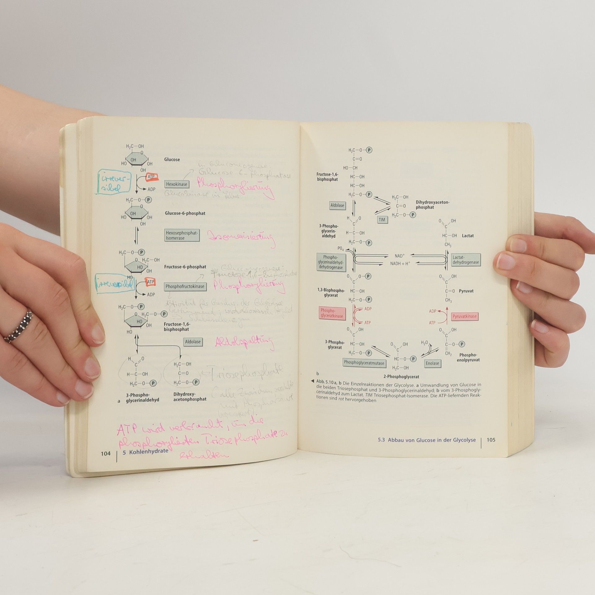 Georg Löffler Basiswissen Biochemie