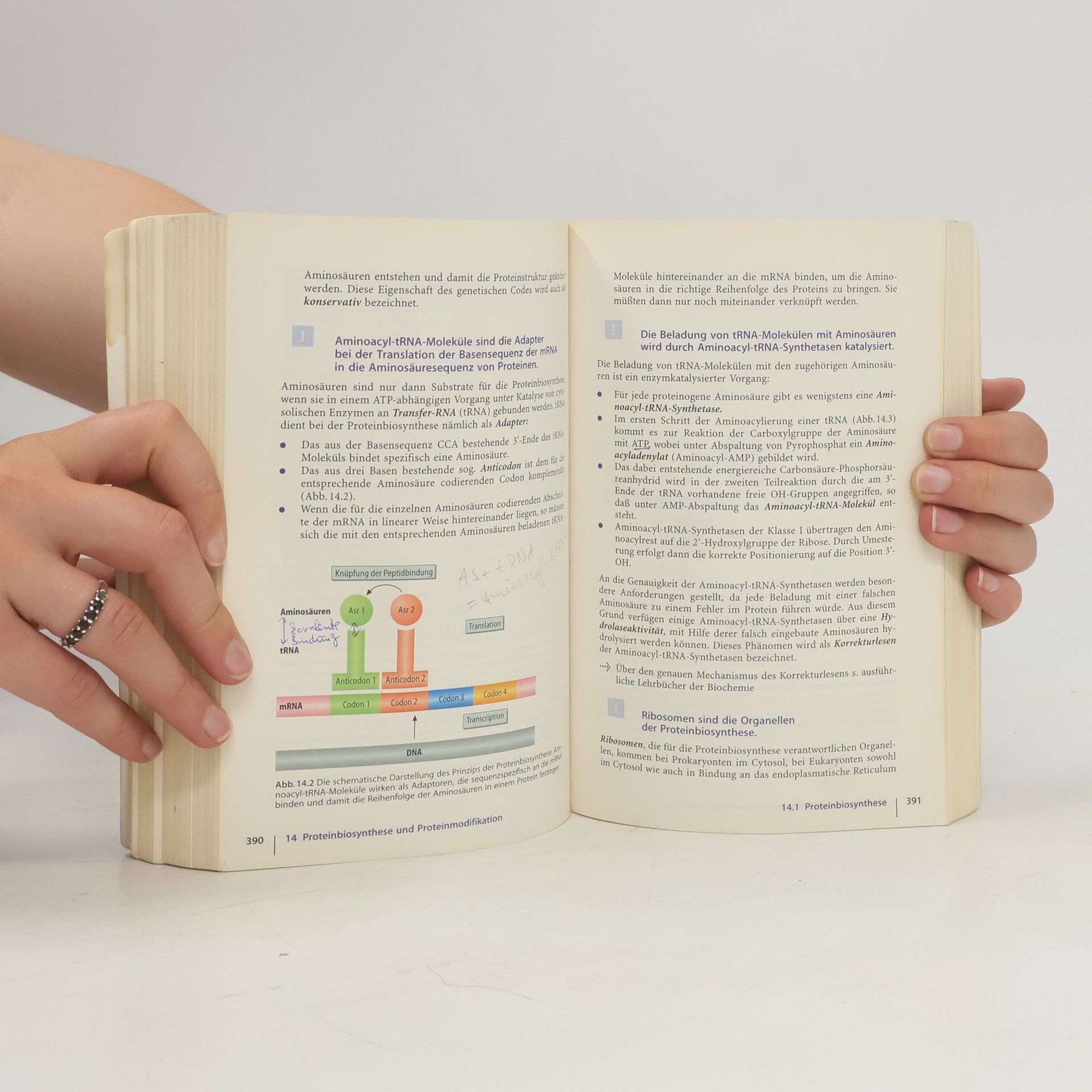 Georg Löffler Basiswissen Biochemie