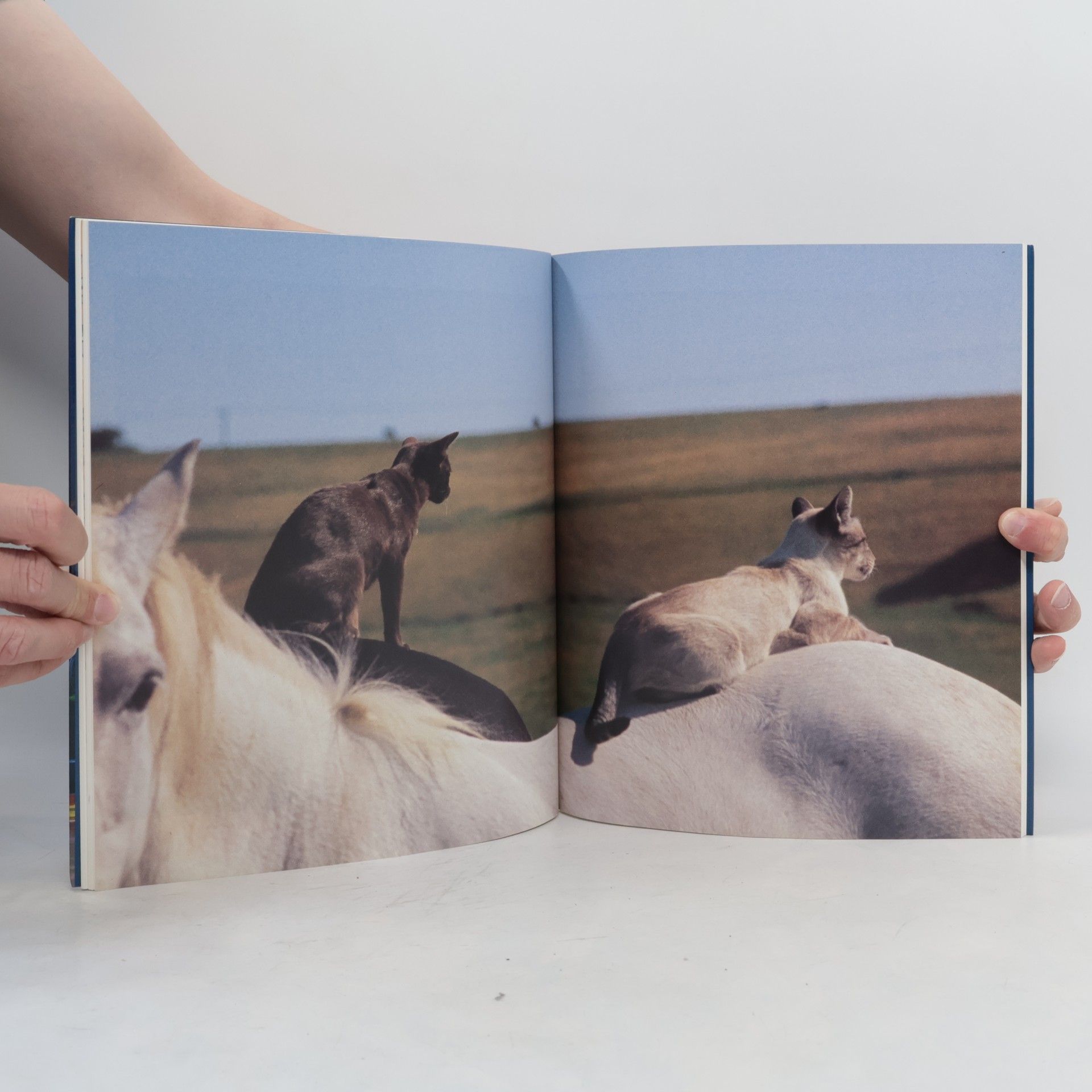 Heather Busch Why Cats Paint
