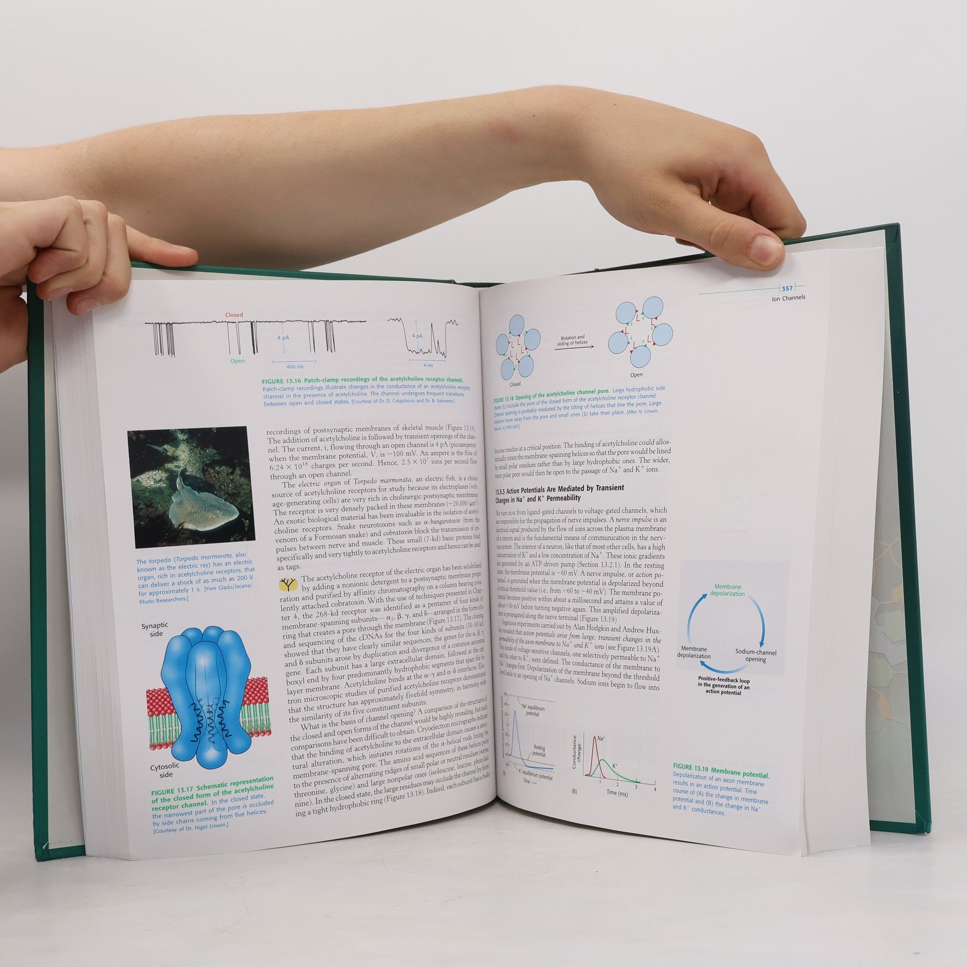 Jeremy Mark Berg Biochemistry