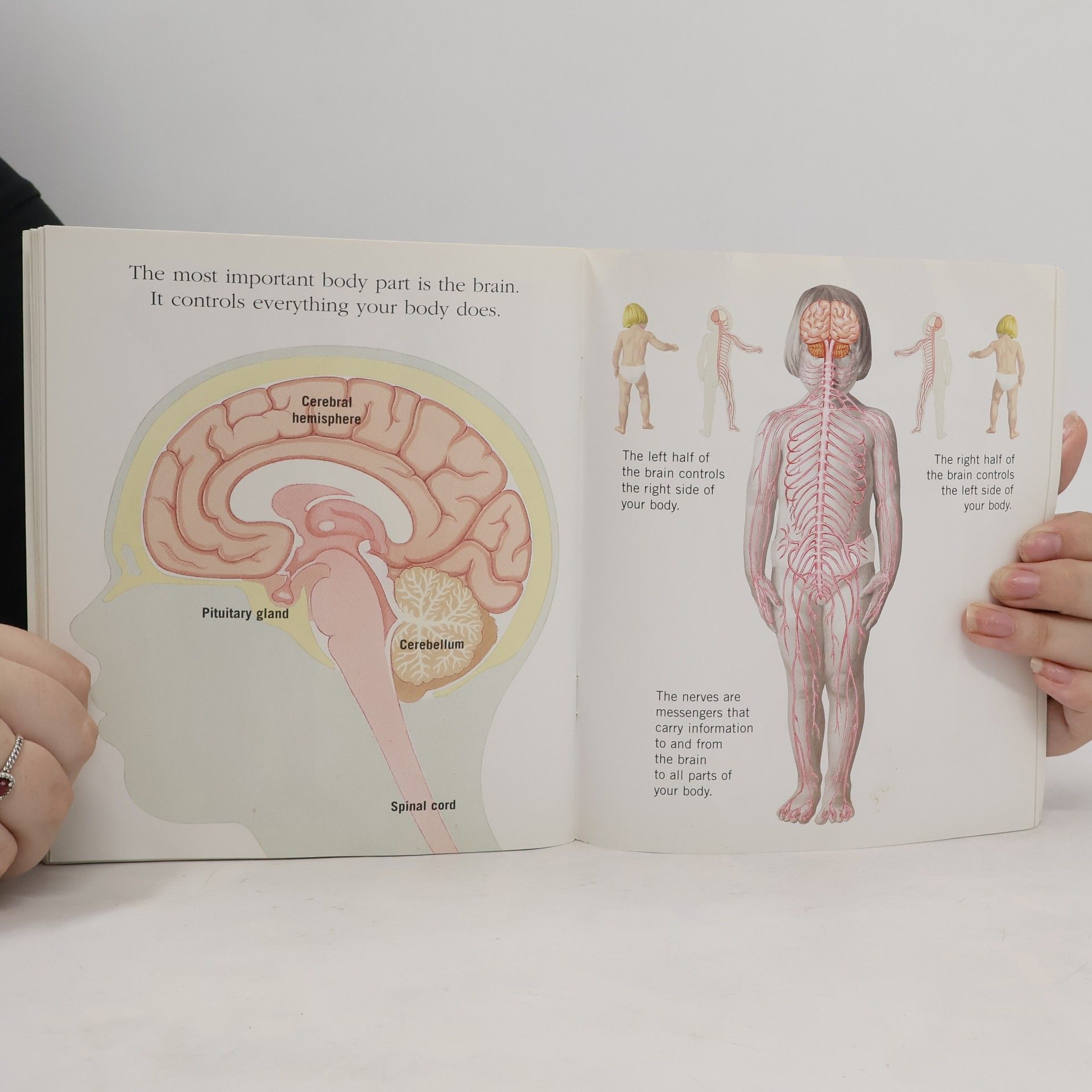 Sonia W. Black A First Discovery Book: The Human Body