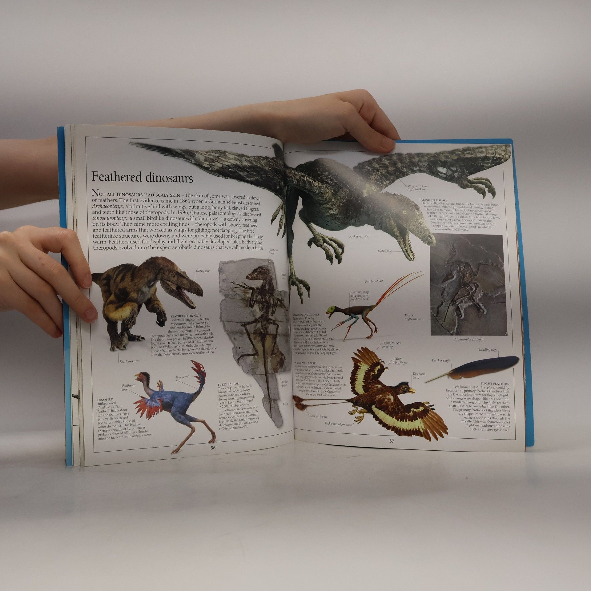David Lambert Eyewitness: Dinosaur