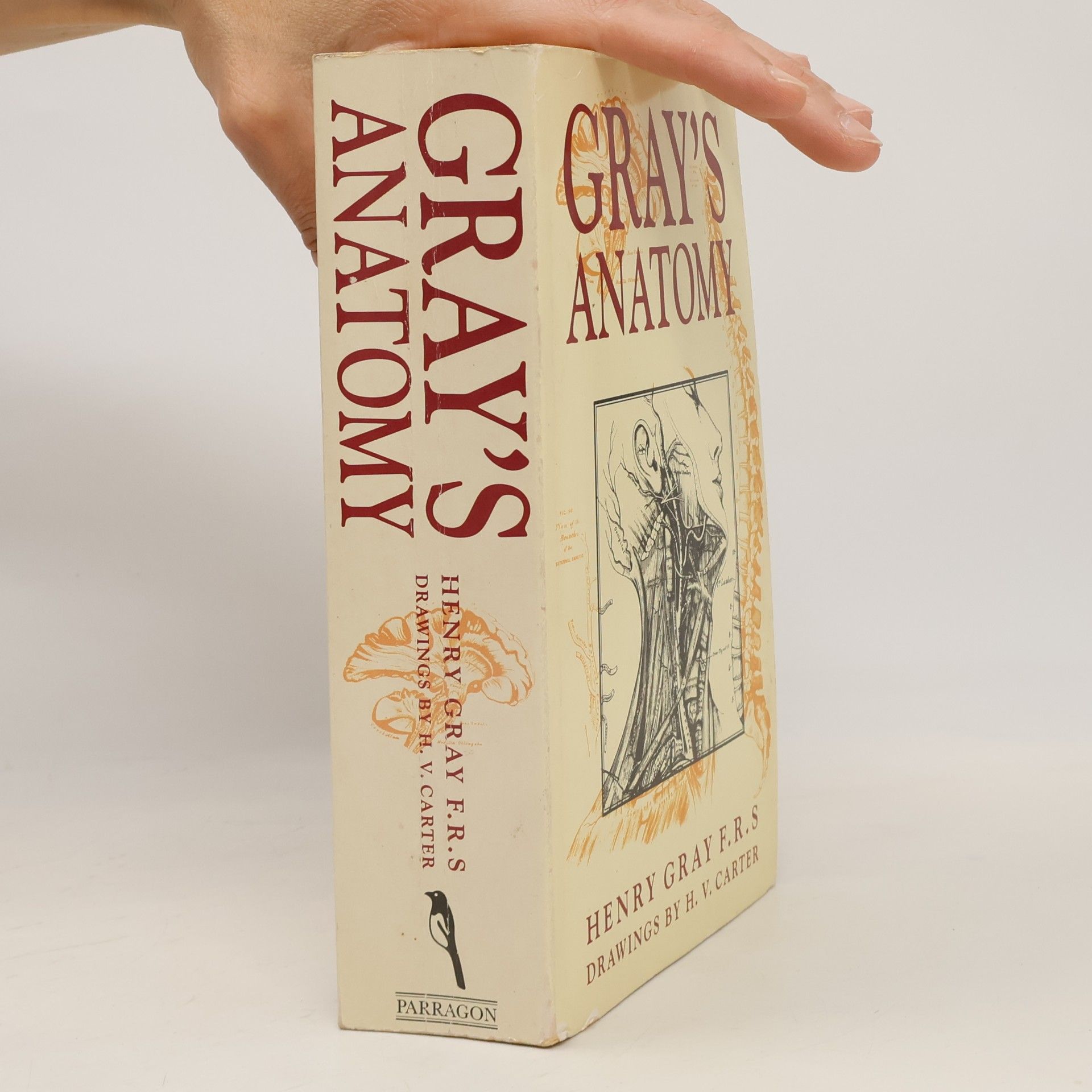Henry Carter Gray's Anatomy