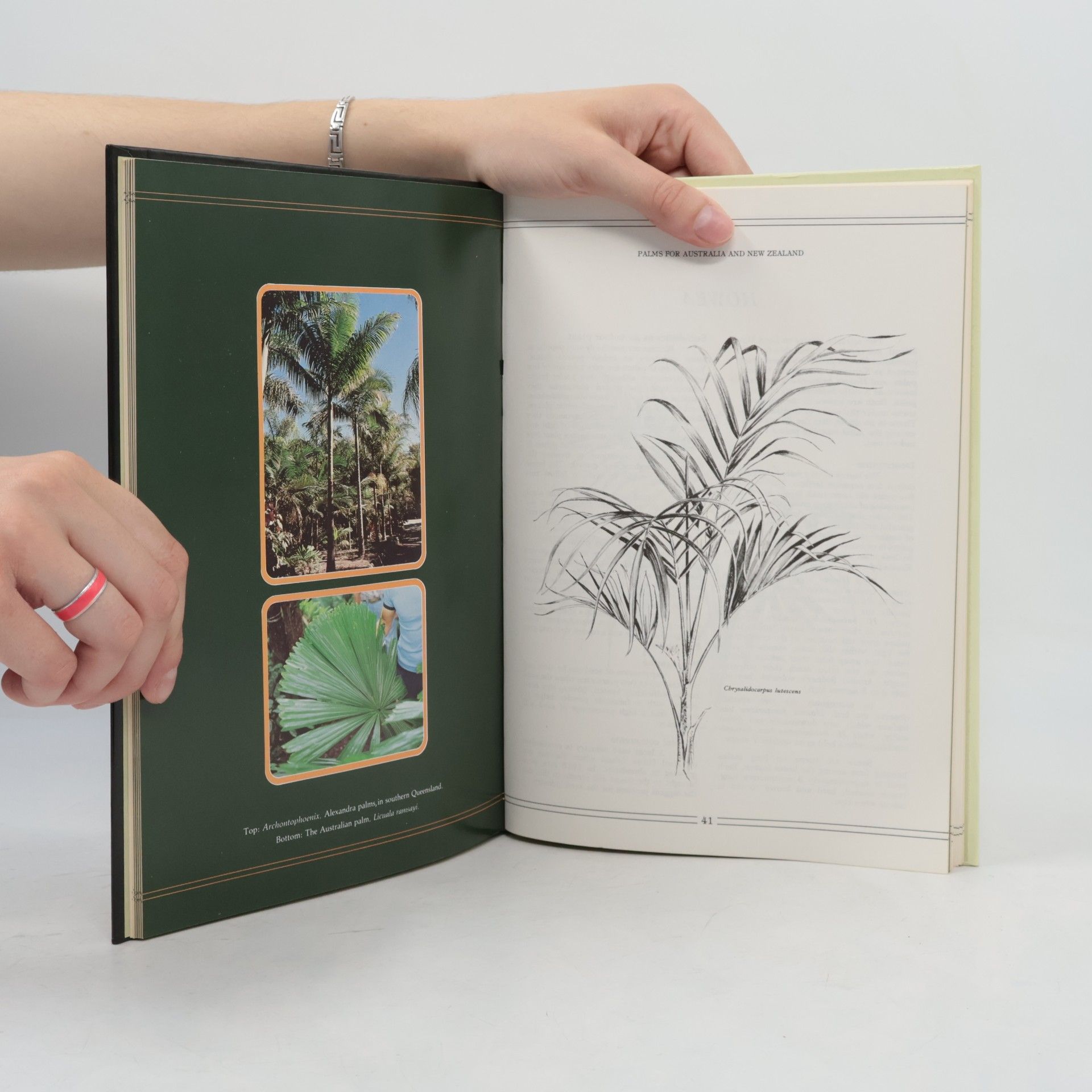 Lynette Stewart Palms for Home & Garden