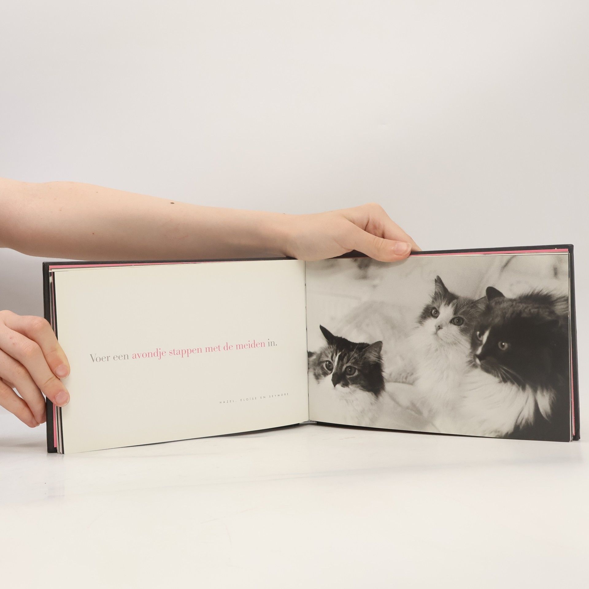 Kim Levin Cattitude