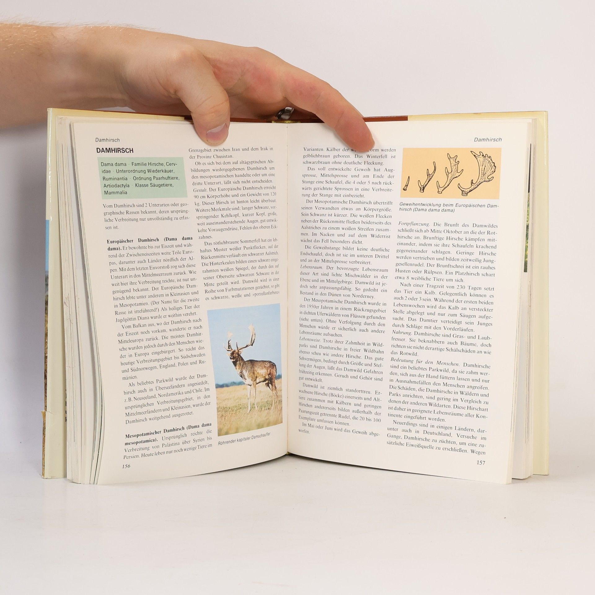 Autorenkollektiv Das moderne Tierlexikon 2. Bit-Elr