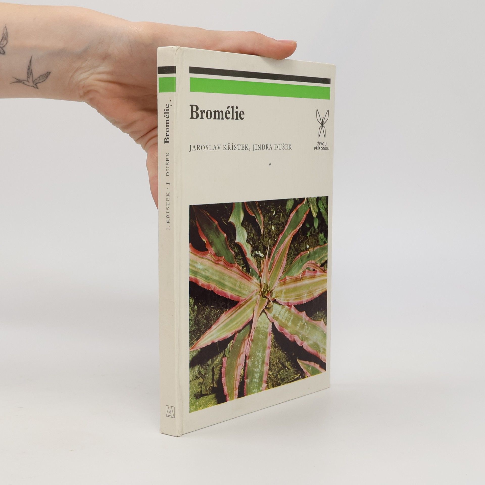 Bromélie