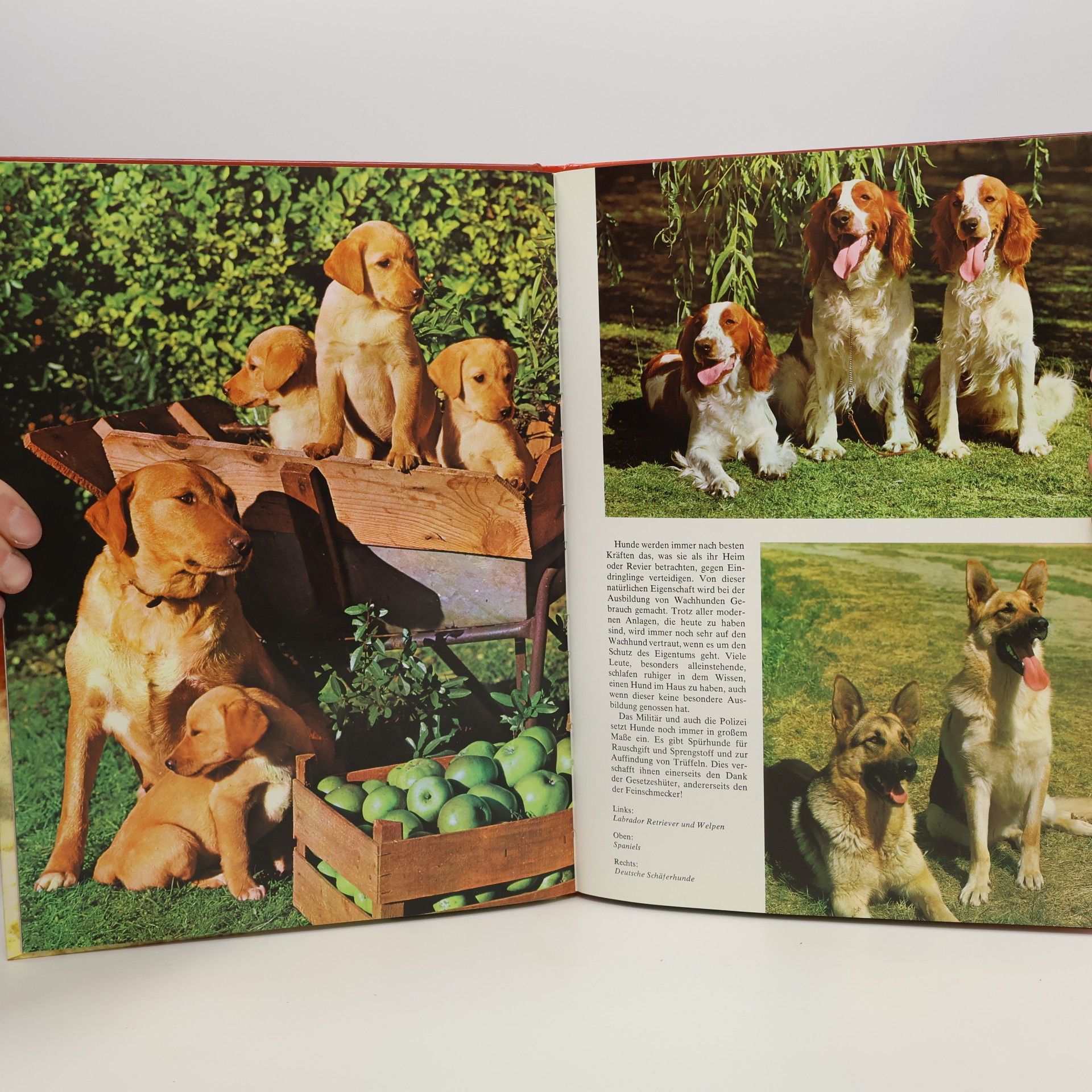 Various authors Hunde mit 79 Farbfotos