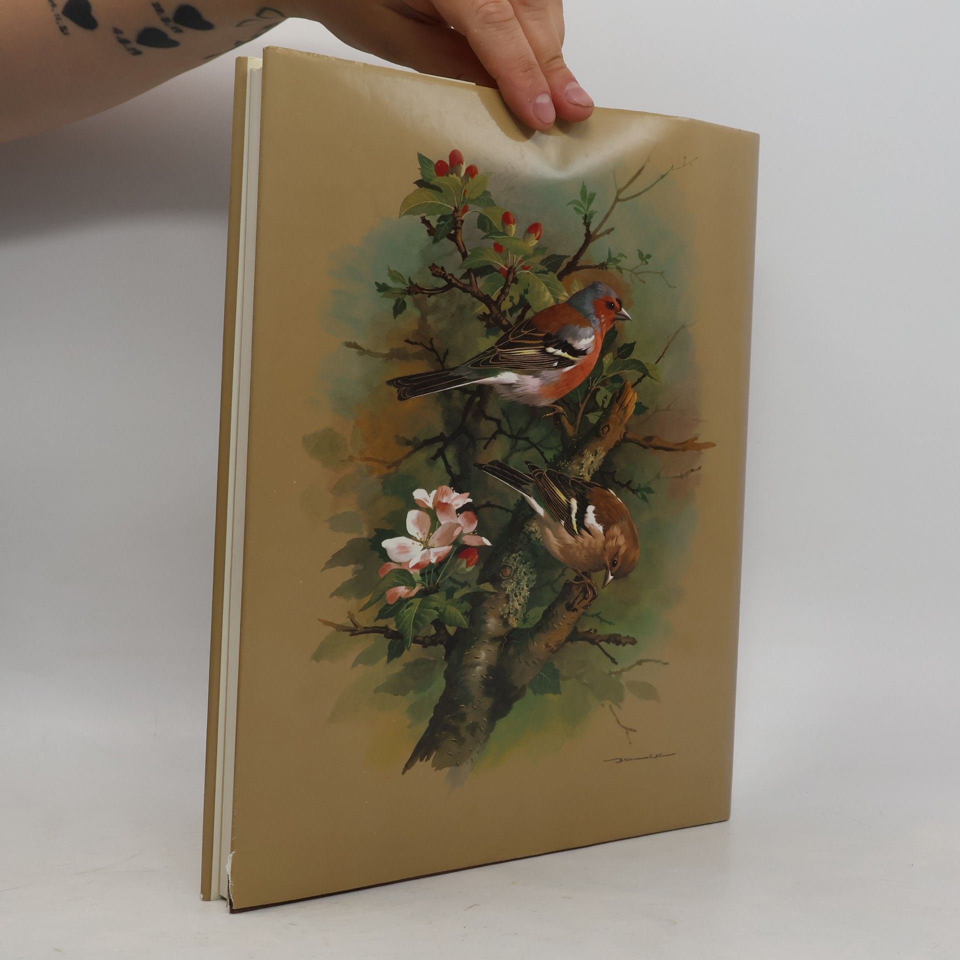 Goetz Rheinwald Unsere schöne Vogelwelt