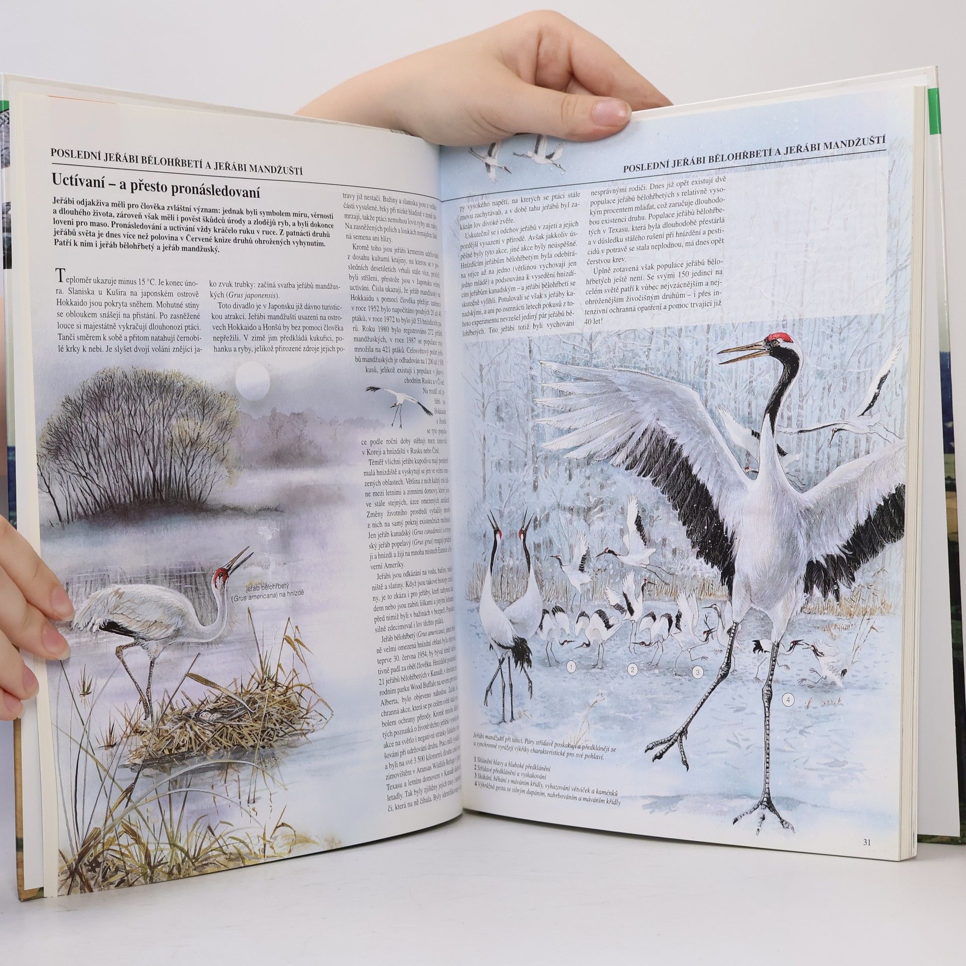 Various authors Zoologická encyklopedie - Ptáci 2