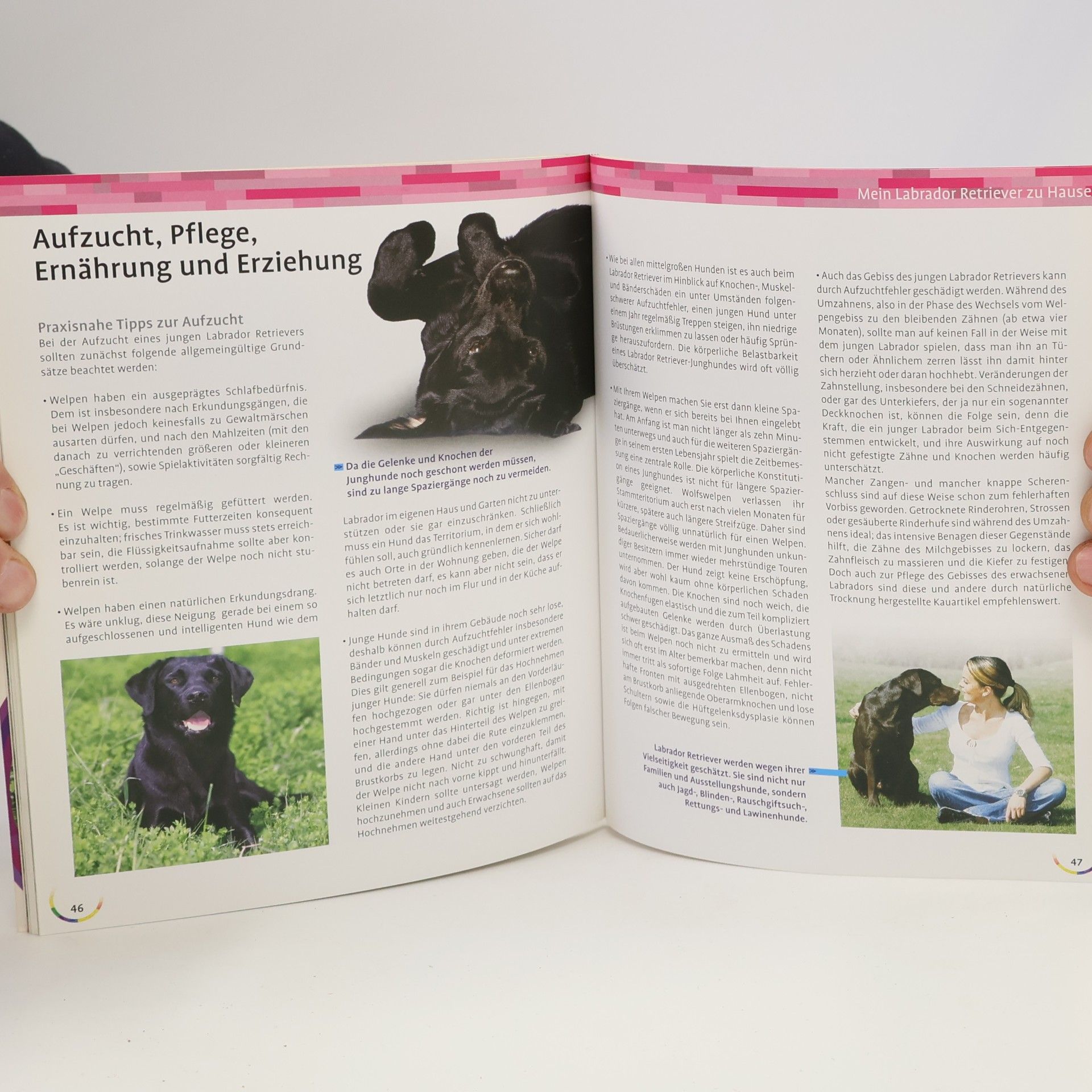 Maike Harms Mein Labrador-Retriever zu Hause