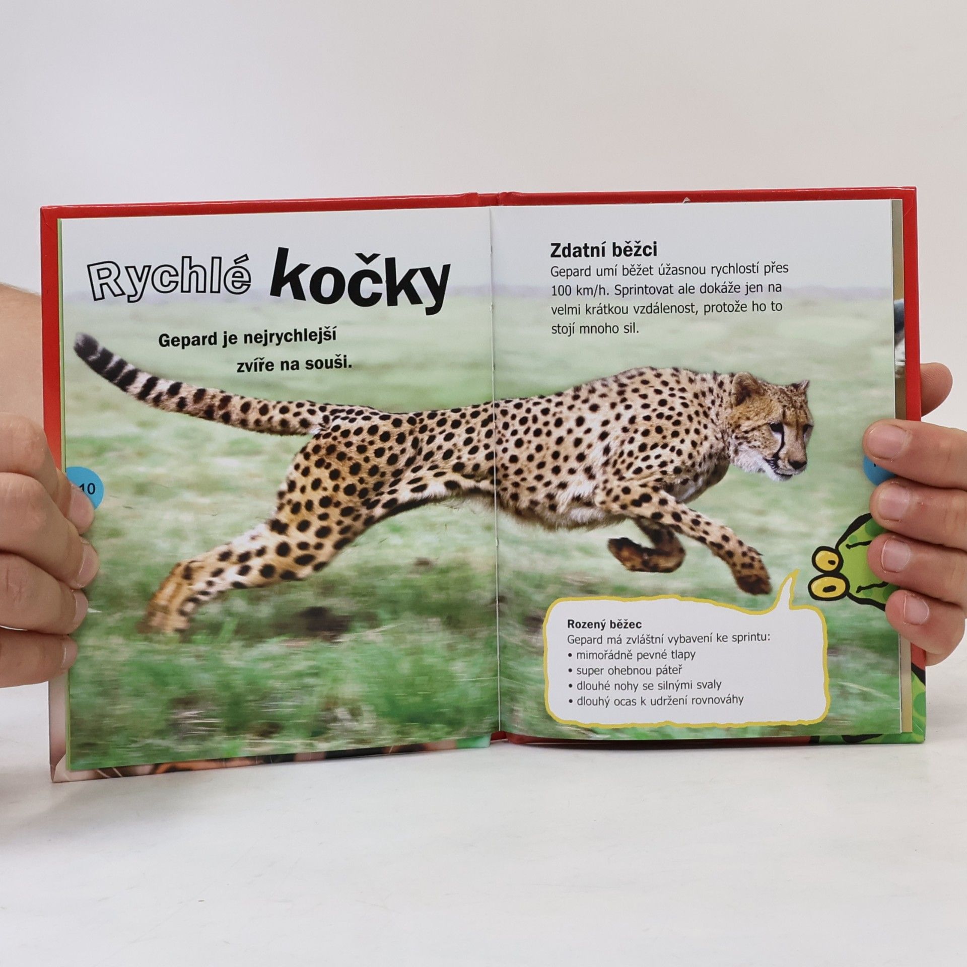Autorenkollektiv Velké kočky