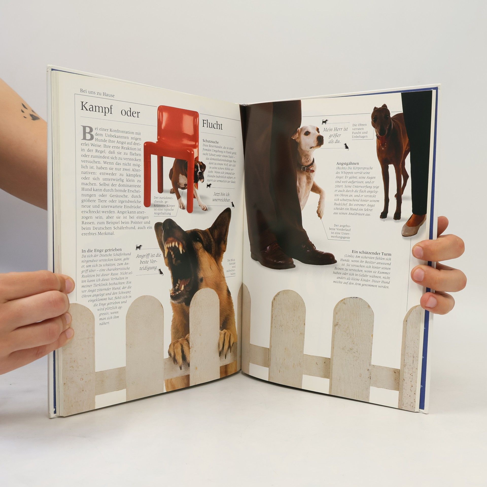 Bruce Fogle Hunde kennen und verstehen