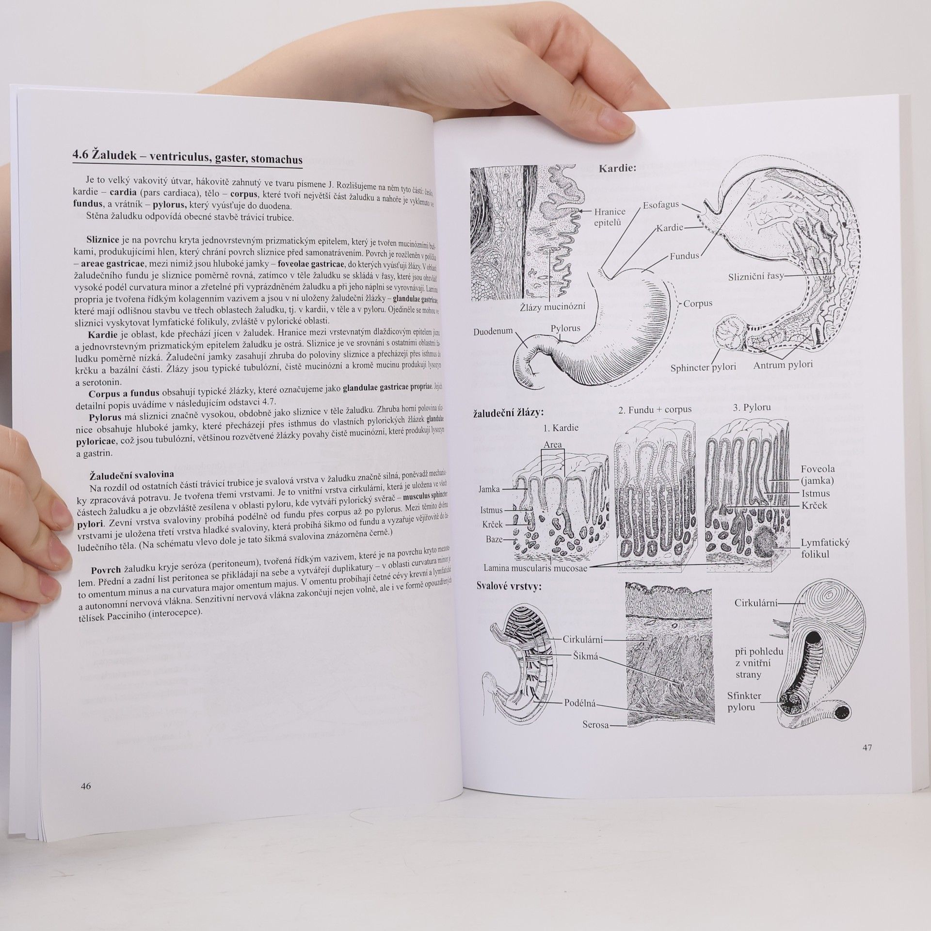 Jiří Malínský Přehled histologie člověka v obrazech. II. díl