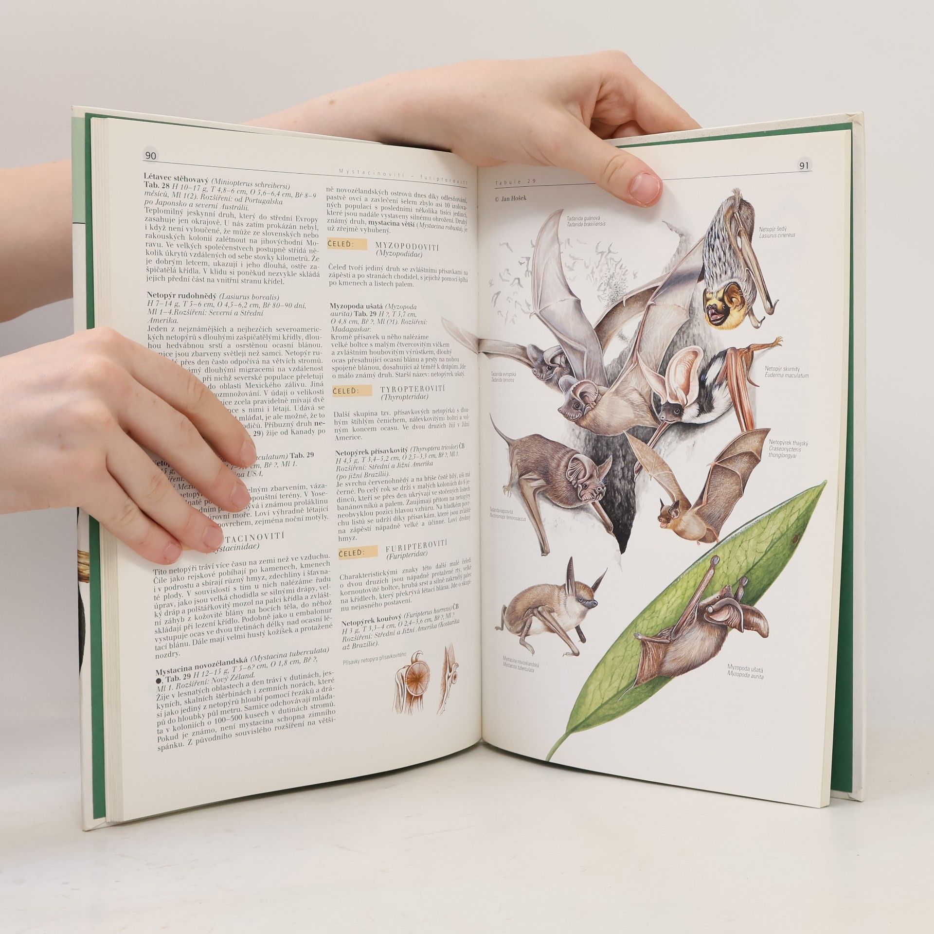 Various authors Savci (1) : ptakořitní, vačnatci, chudozubí, hmyzožravci, tany, letuchy, letouni, primáti