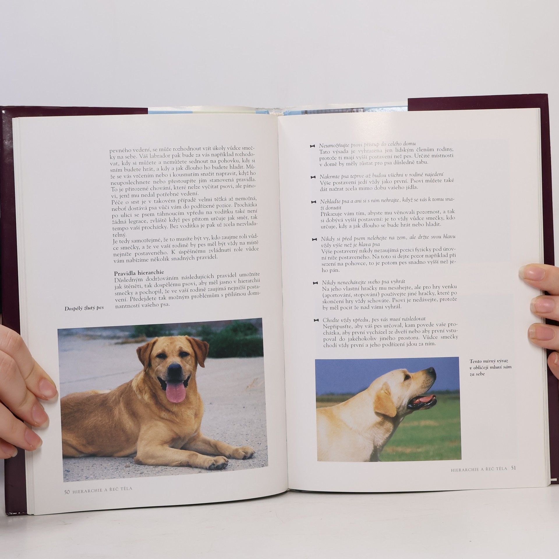 Esther Verhoef Labradorský retrívr