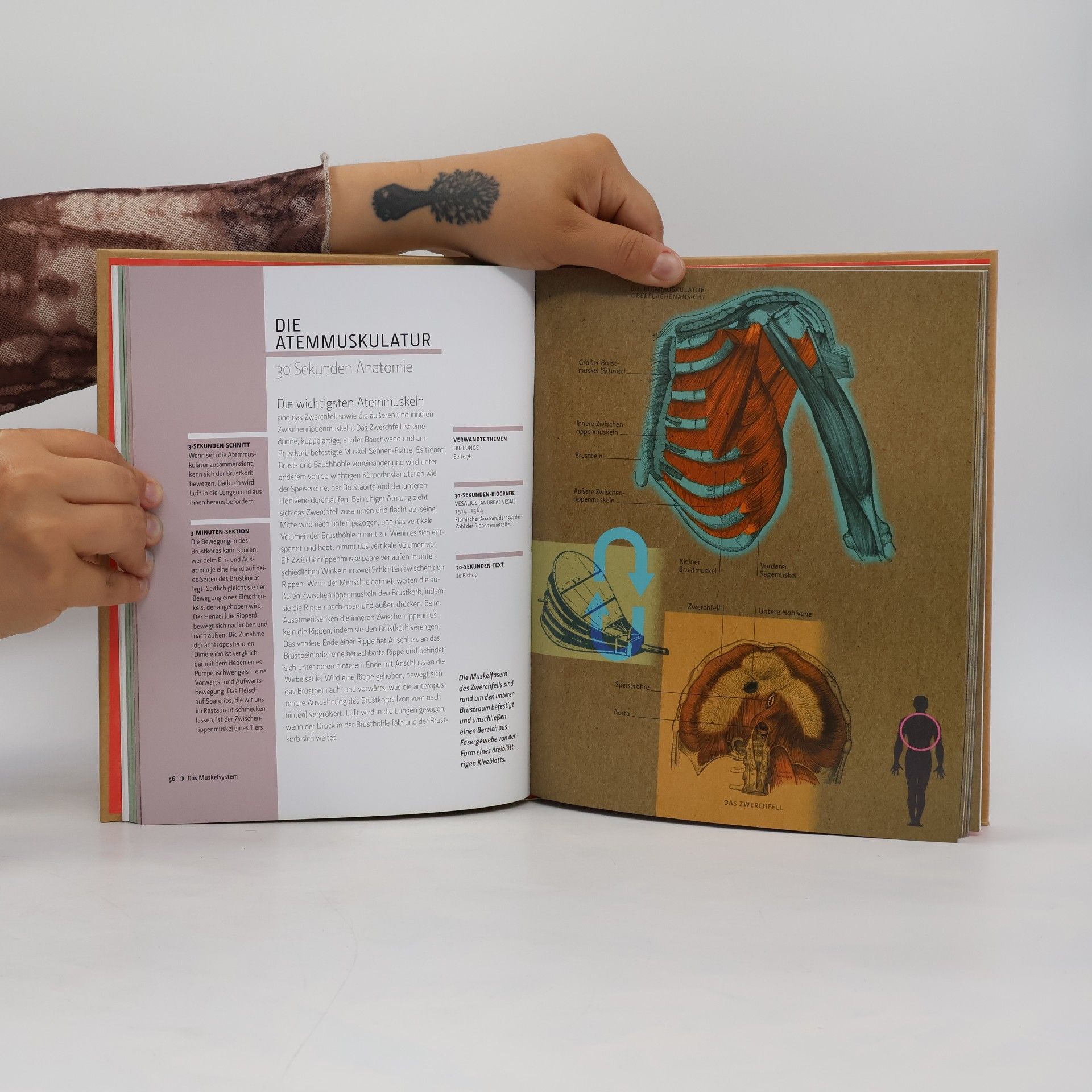 Gabrielle M. Finn Anatomie in 30 Sekunden