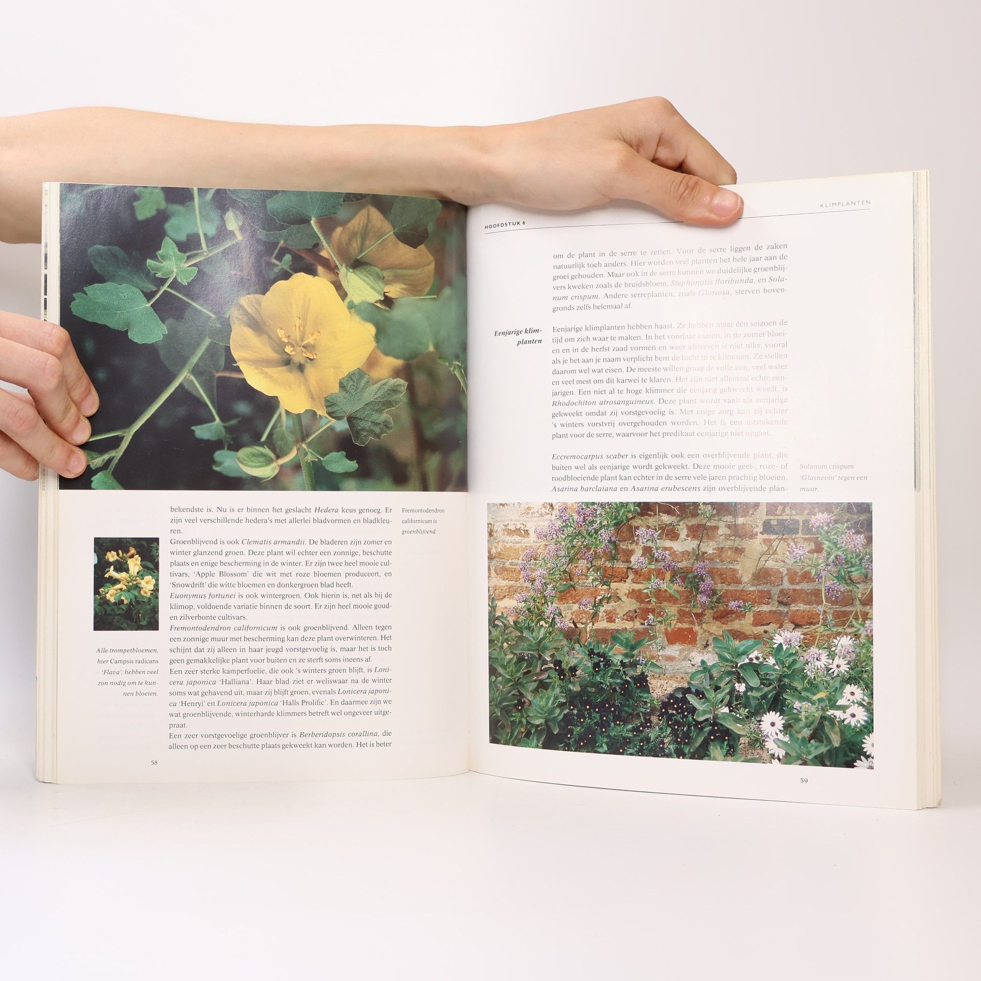 Hanneke van Dijk Klimplanten