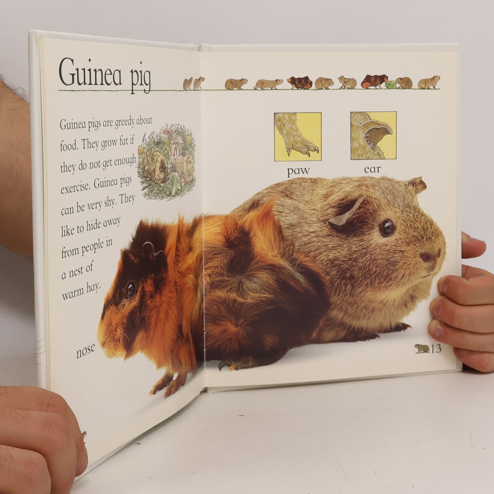 Jane Yorke Pets