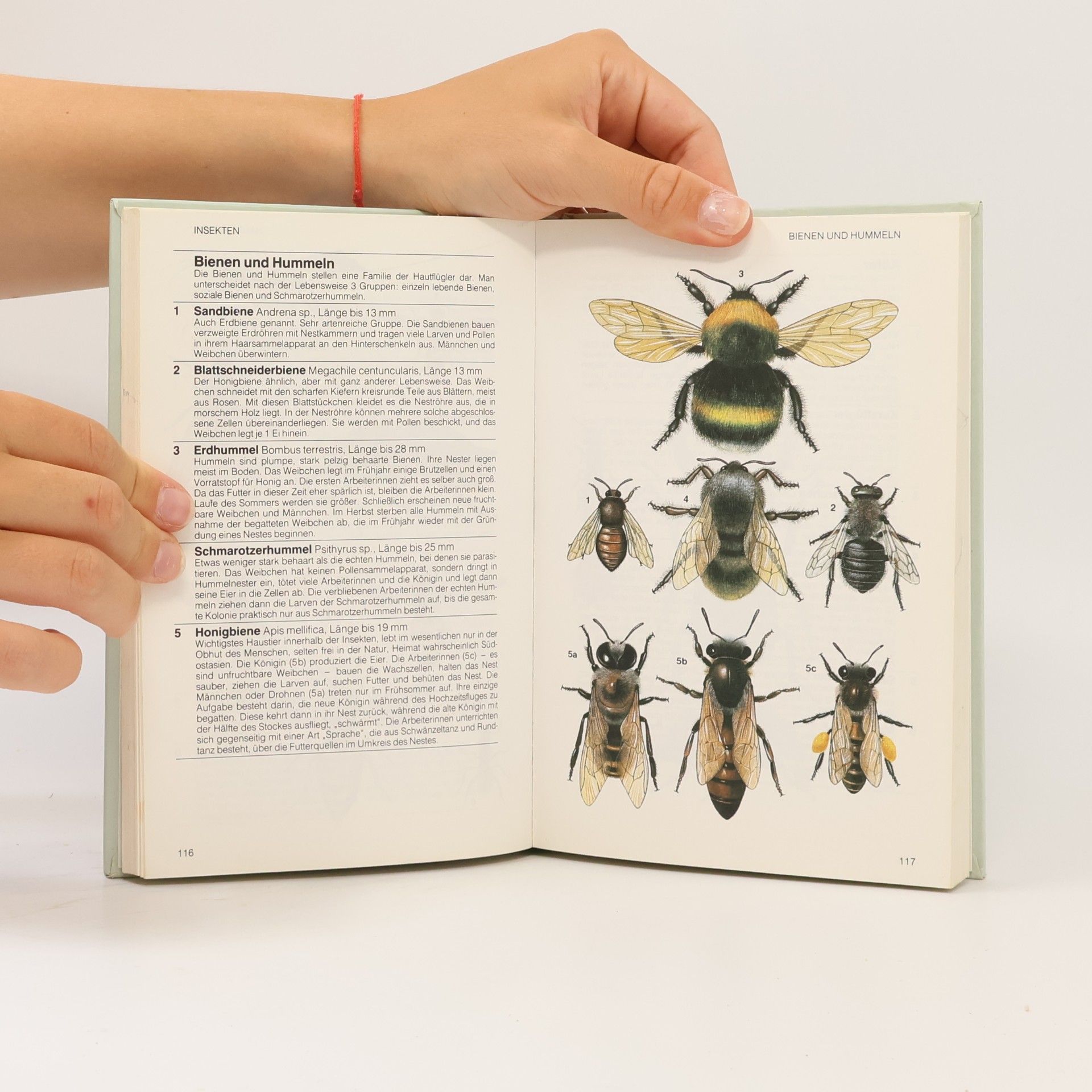 Marcus Würmli Handbuch Natur