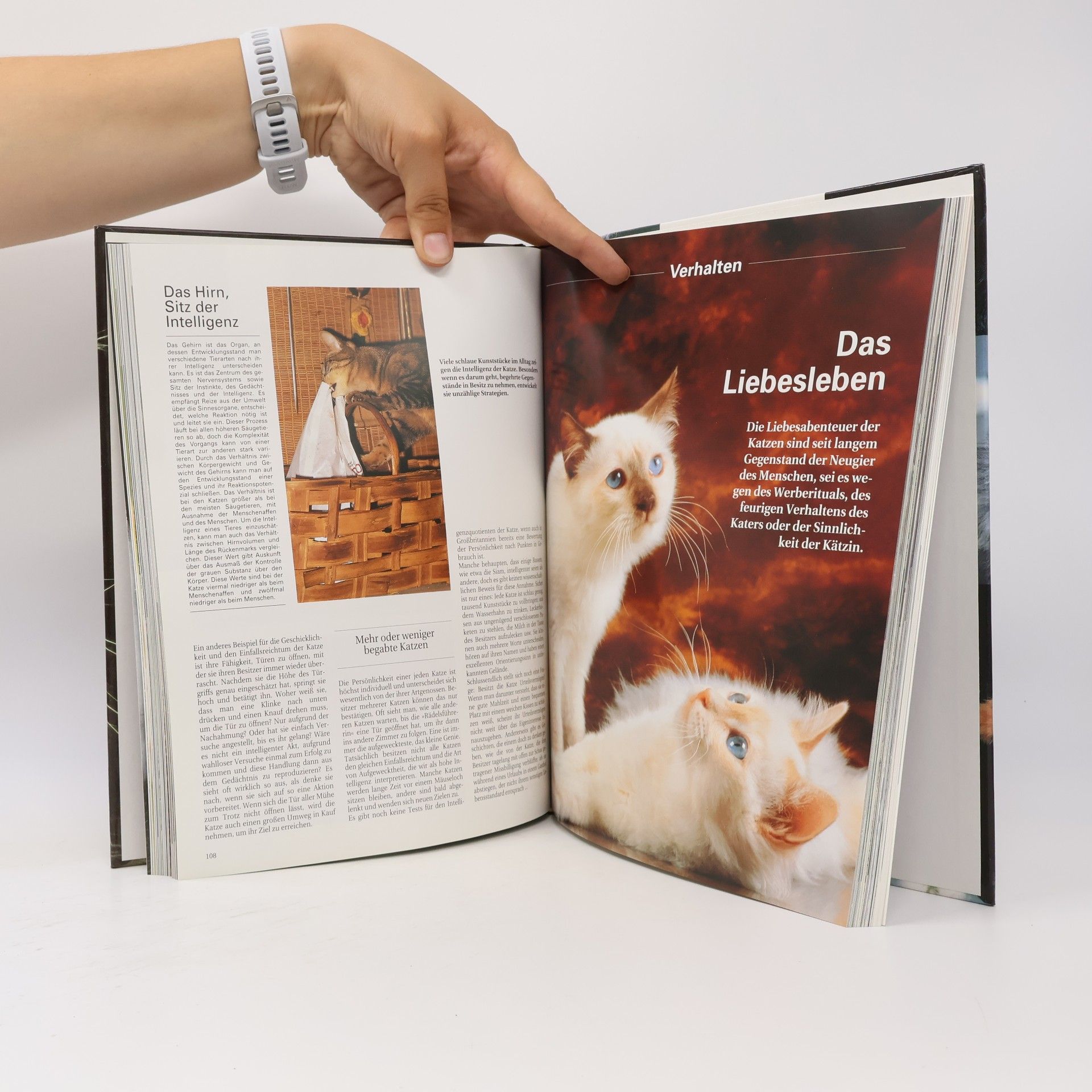 Autorenkollektiv Katzen