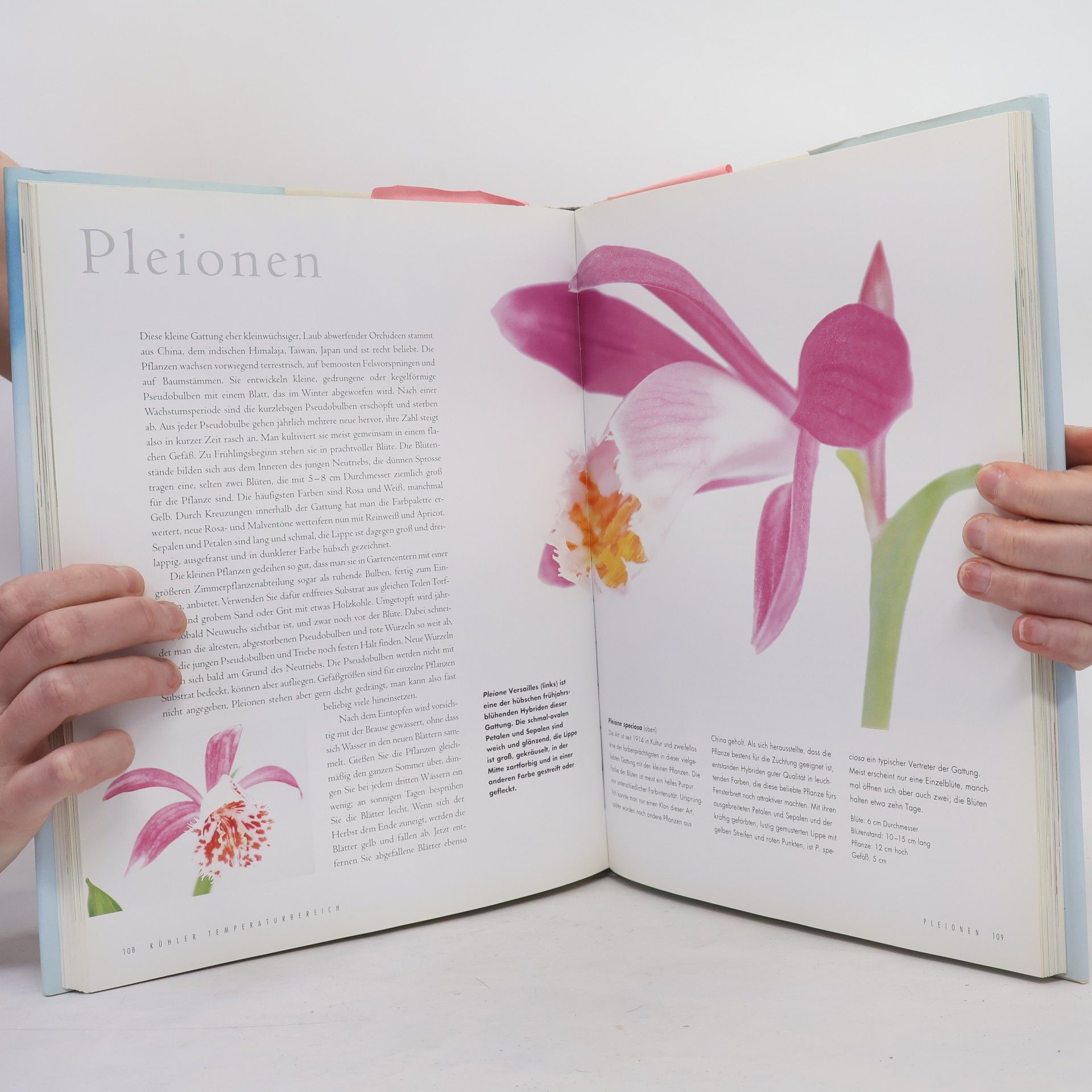 Wilma Rittershausen Orchideen
