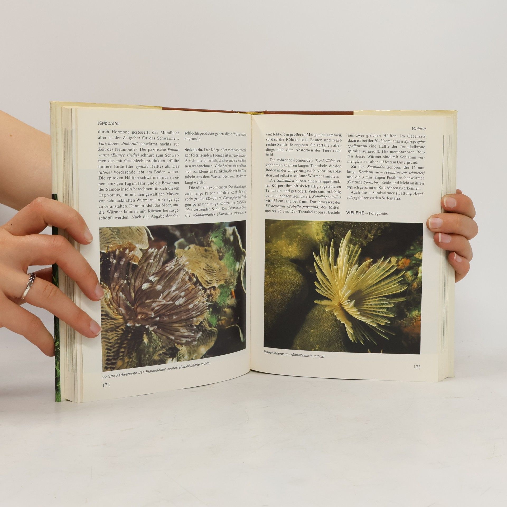 Autorenkollektiv Das moderne Tierlexikon 11. Tan-Webe