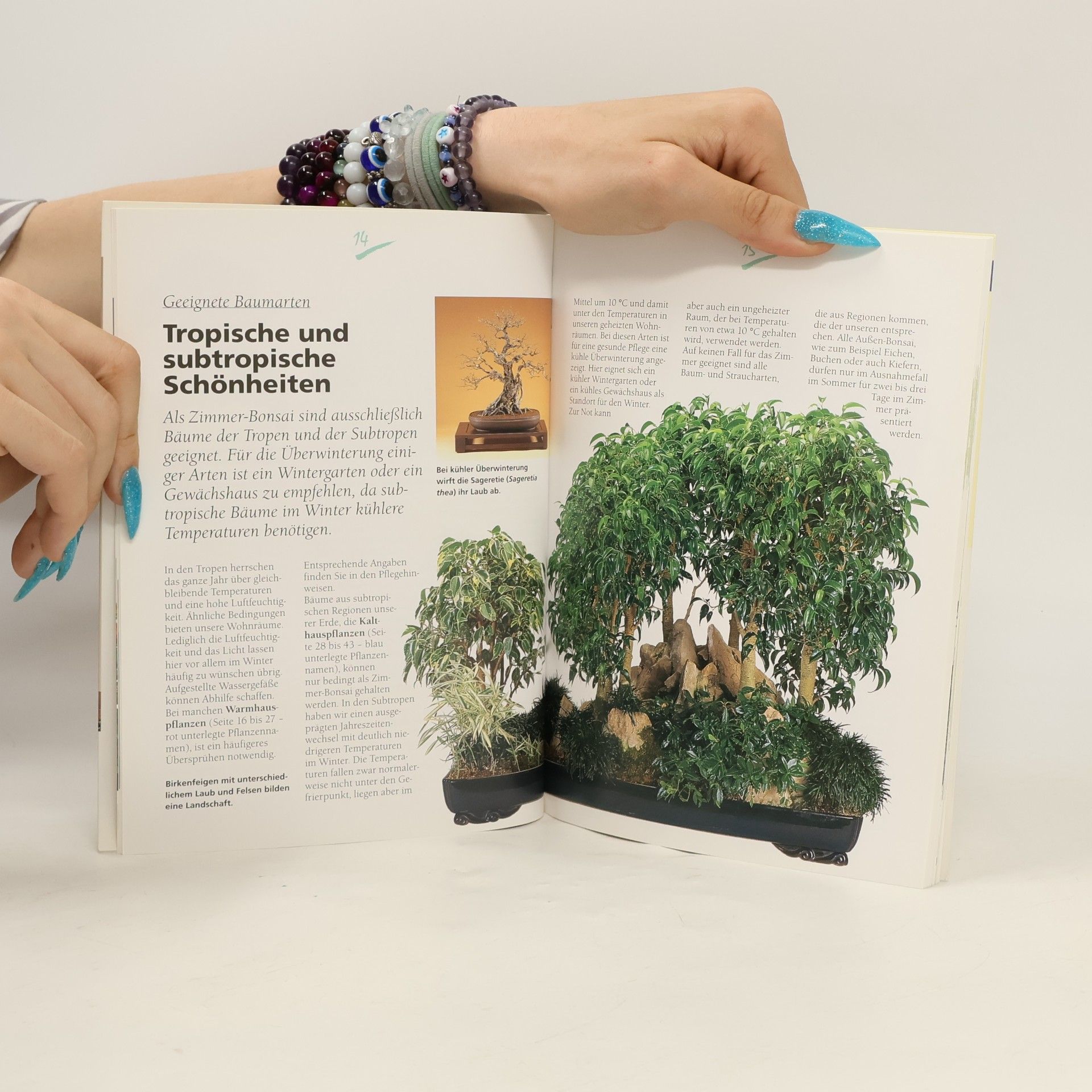 Horst Stahl Zimmer-Bonsai für die Fensterbank