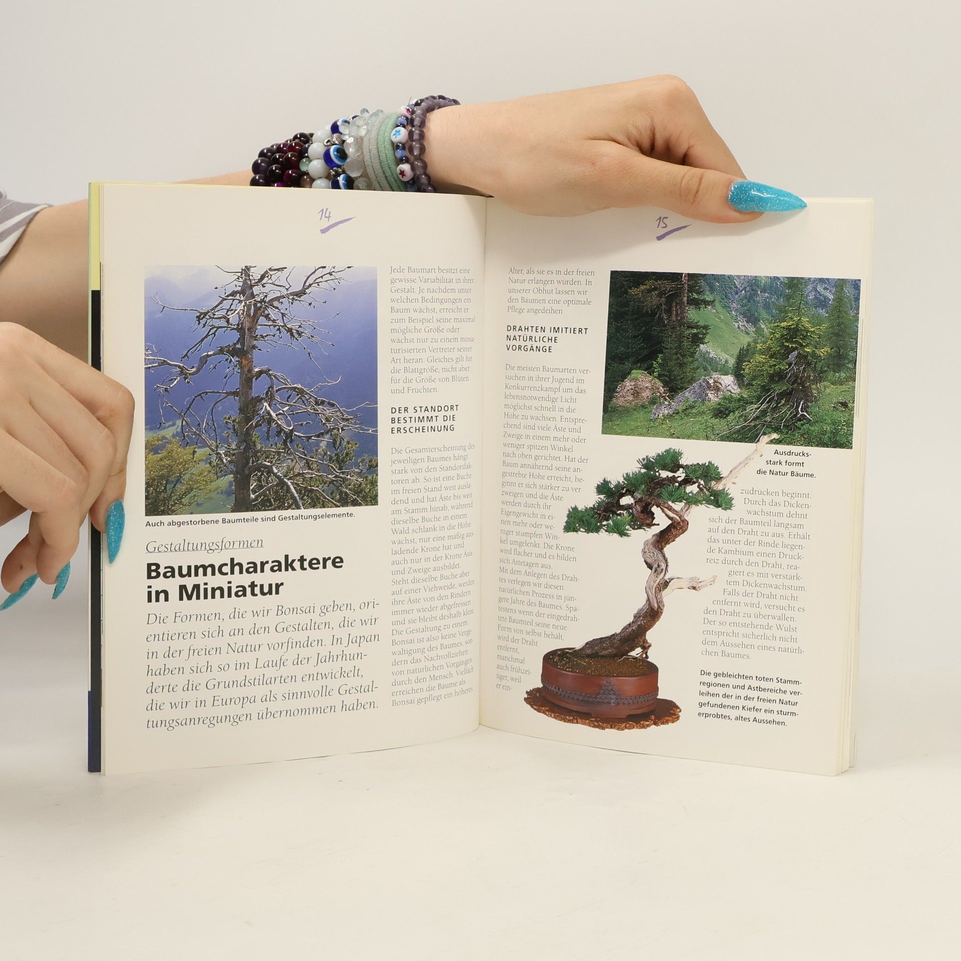 Horst Stahl Bonsai selbst gezogen aus heimischen Bäumen