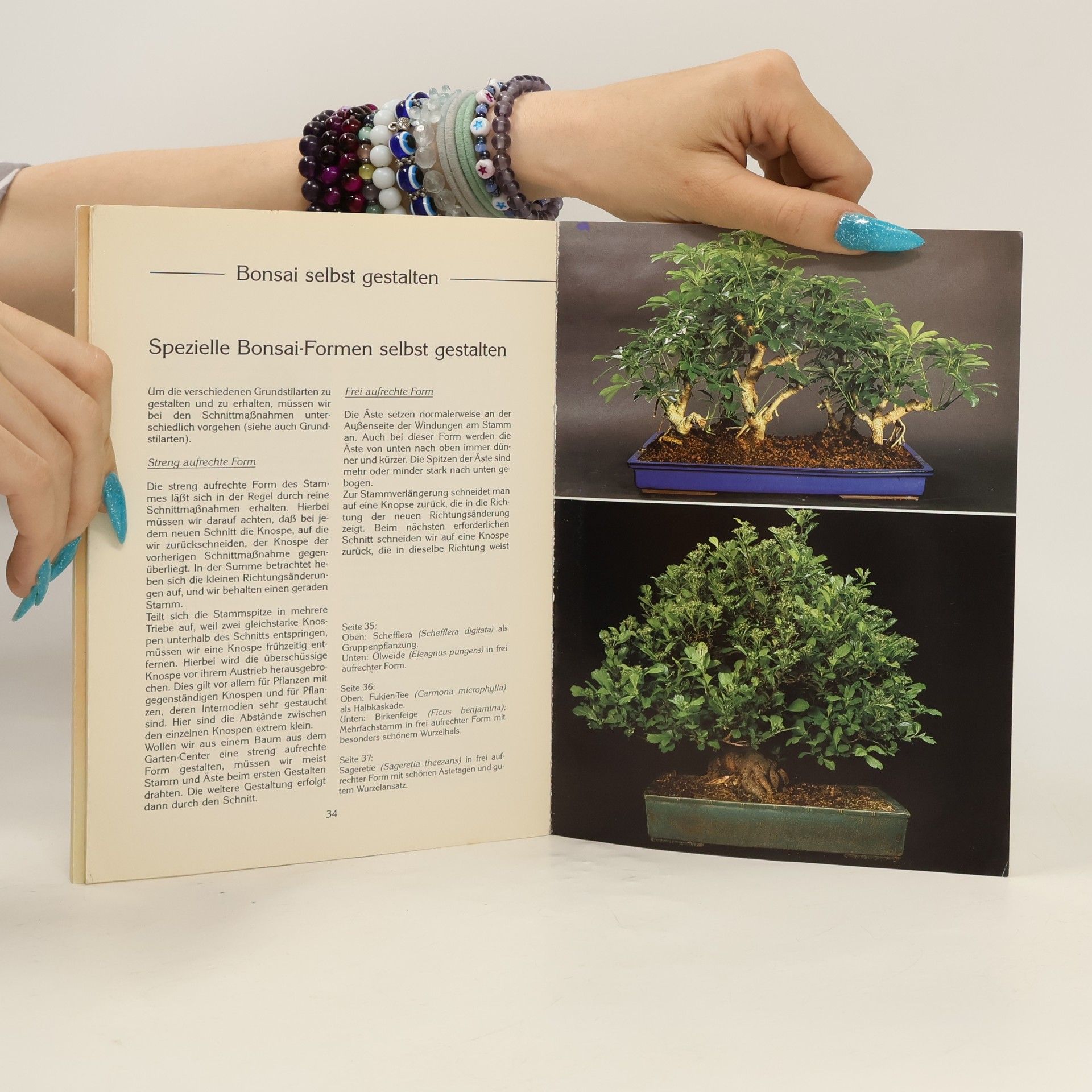 Horst Stahl Zimmerbonsai