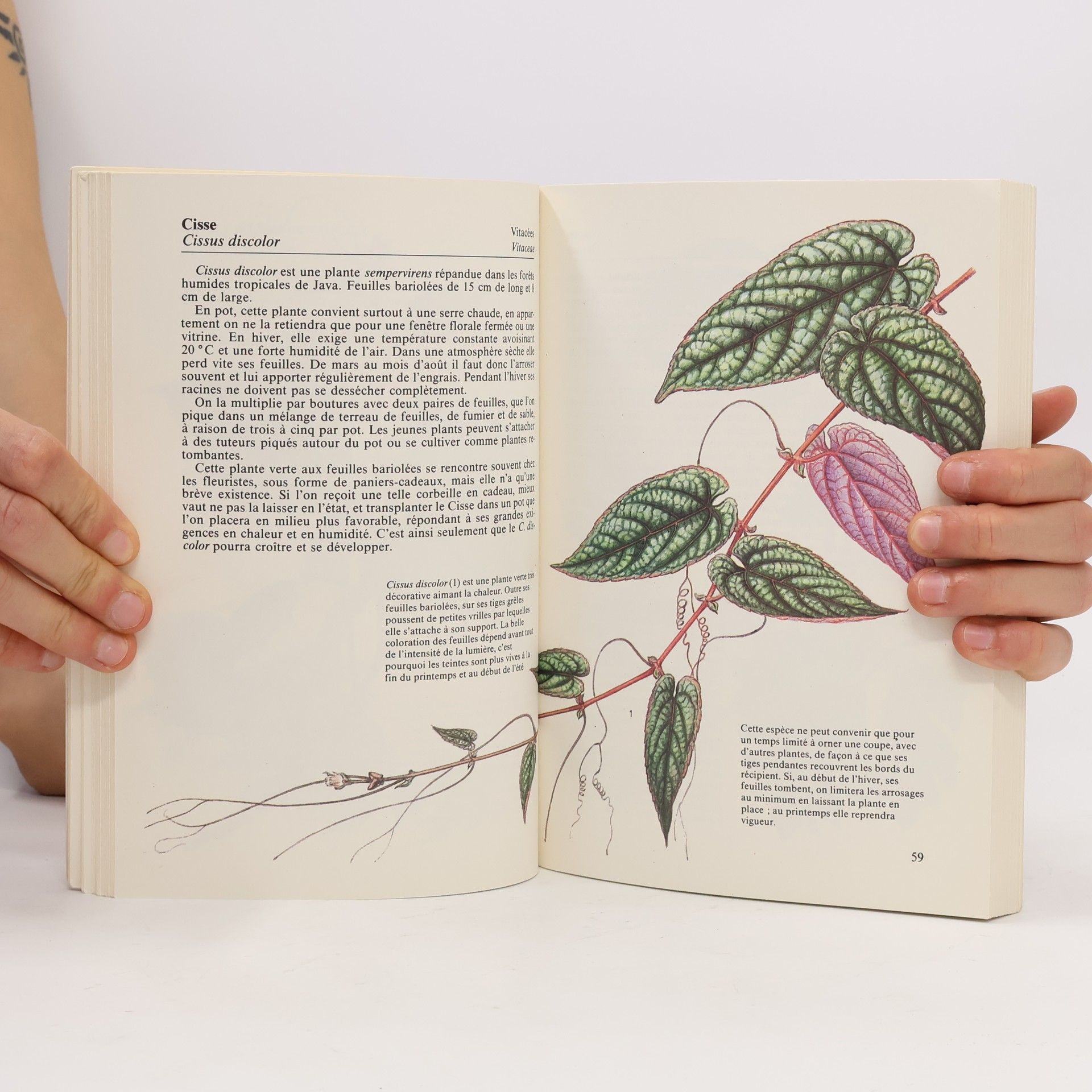 Jan Tykač Plantes grimpantes