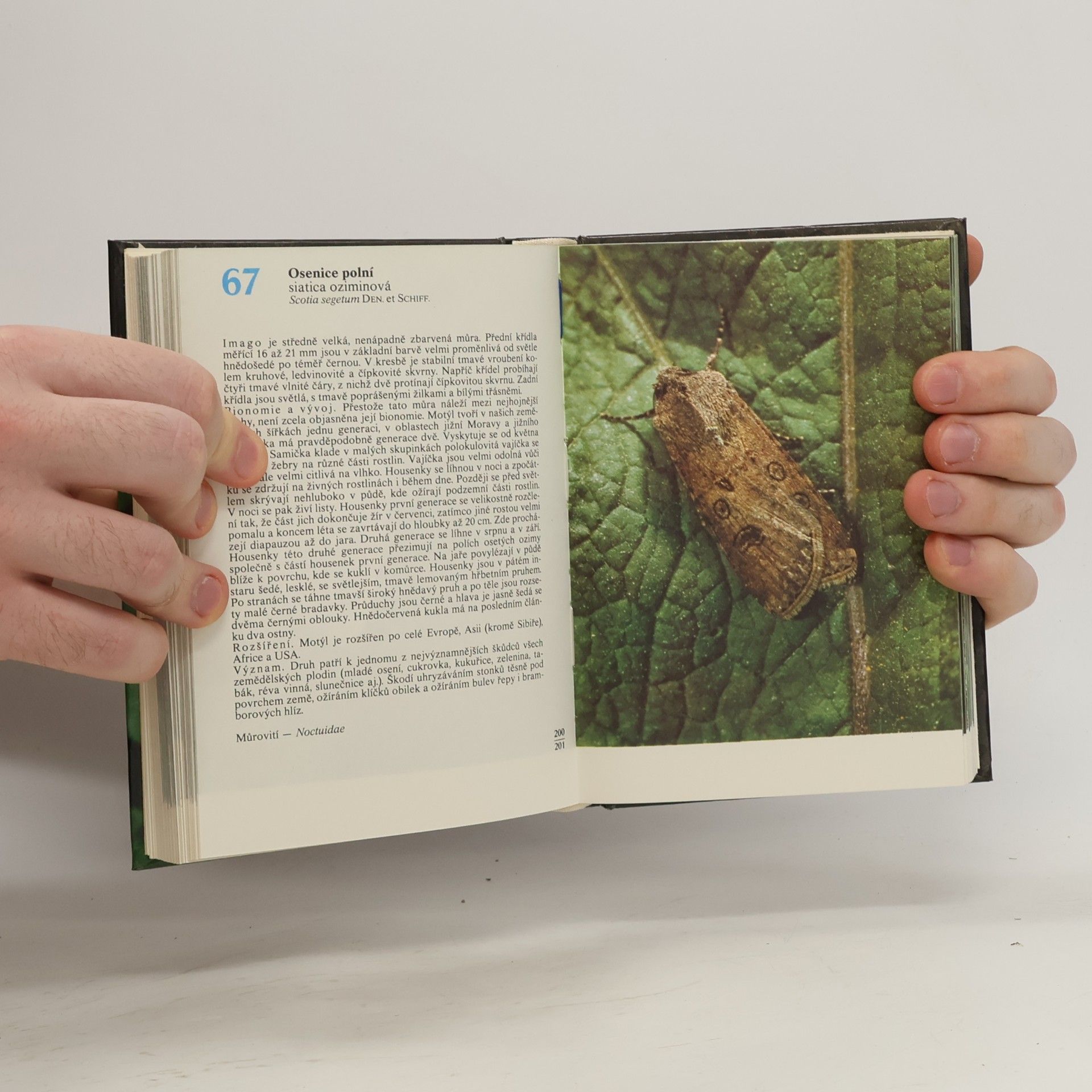 Rudolf Hrabák Kapesní atlas našich motýlů