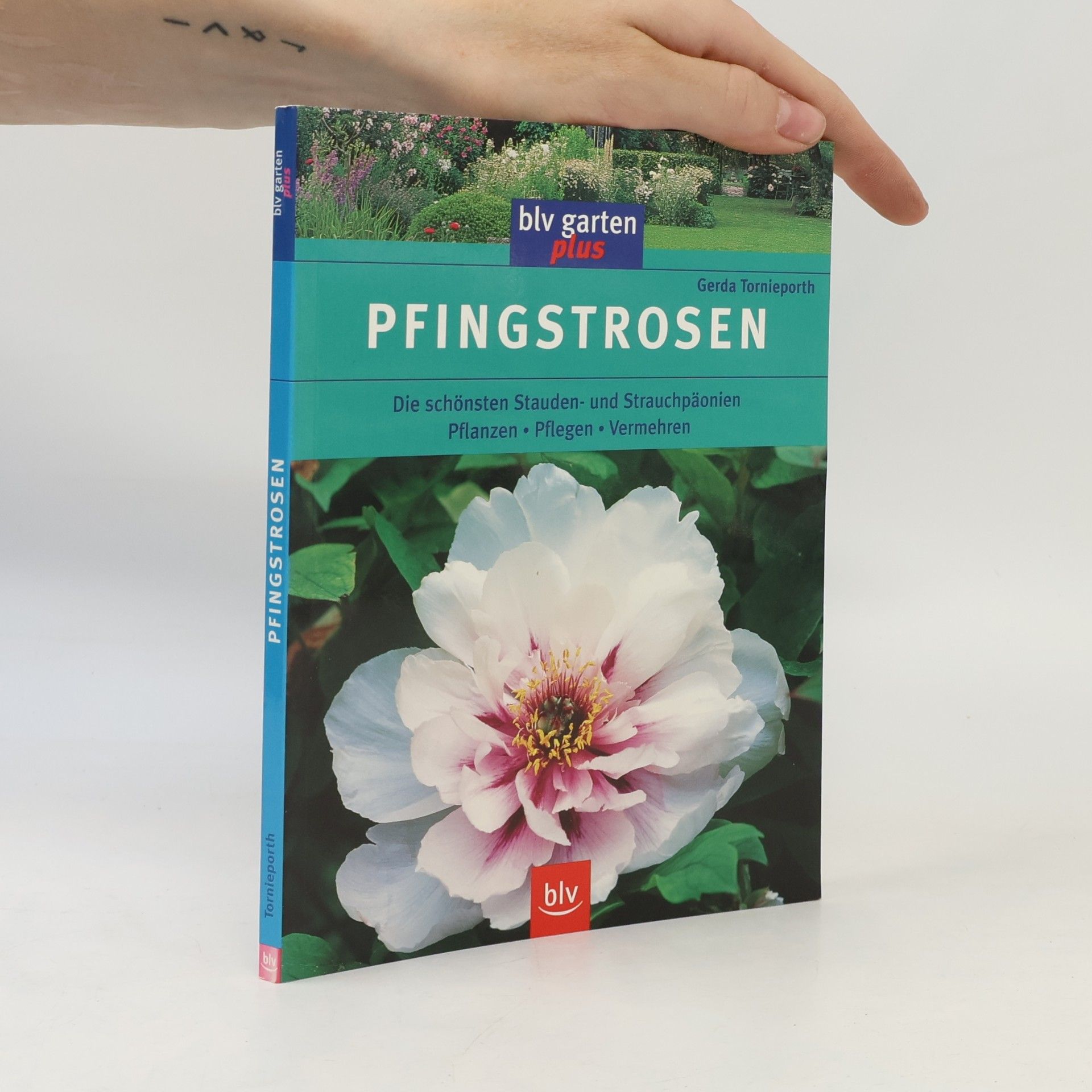 Pfingstrosen
