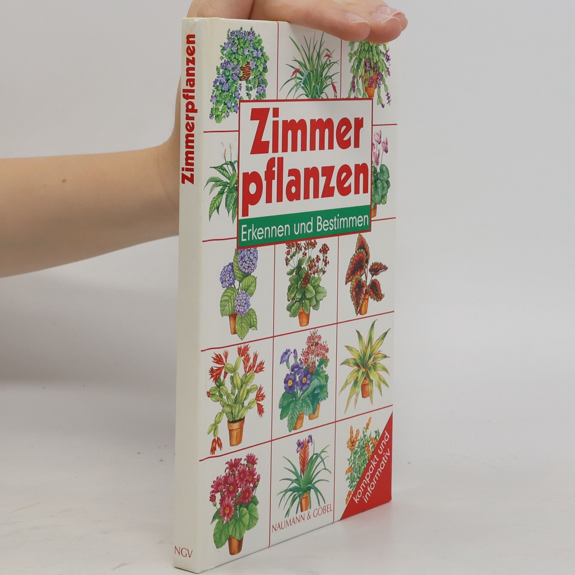 Violet Stevenson Zimmerpflanzen, Erkennen und Bestimmen