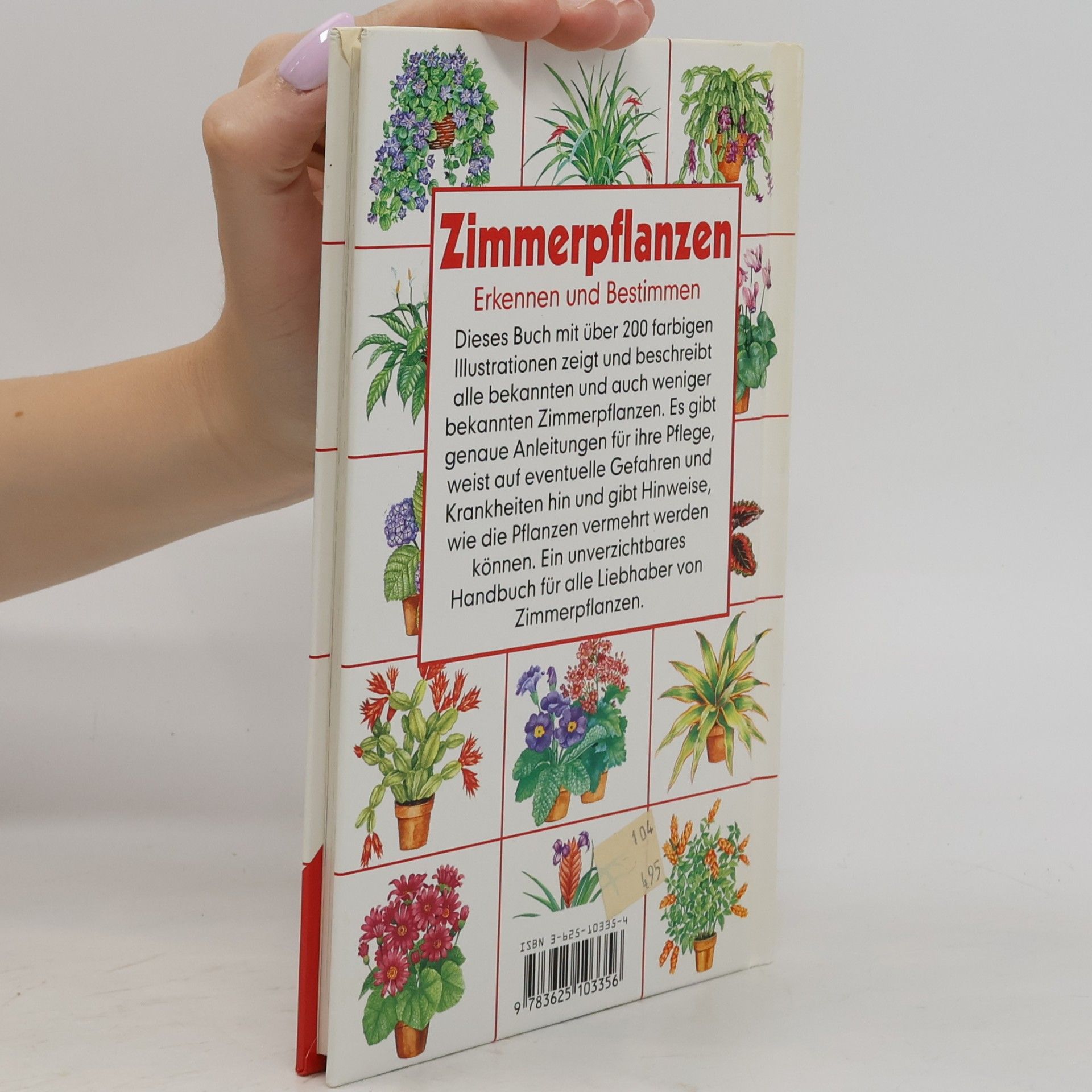 Violet Stevenson Zimmerpflanzen, Erkennen und Bestimmen