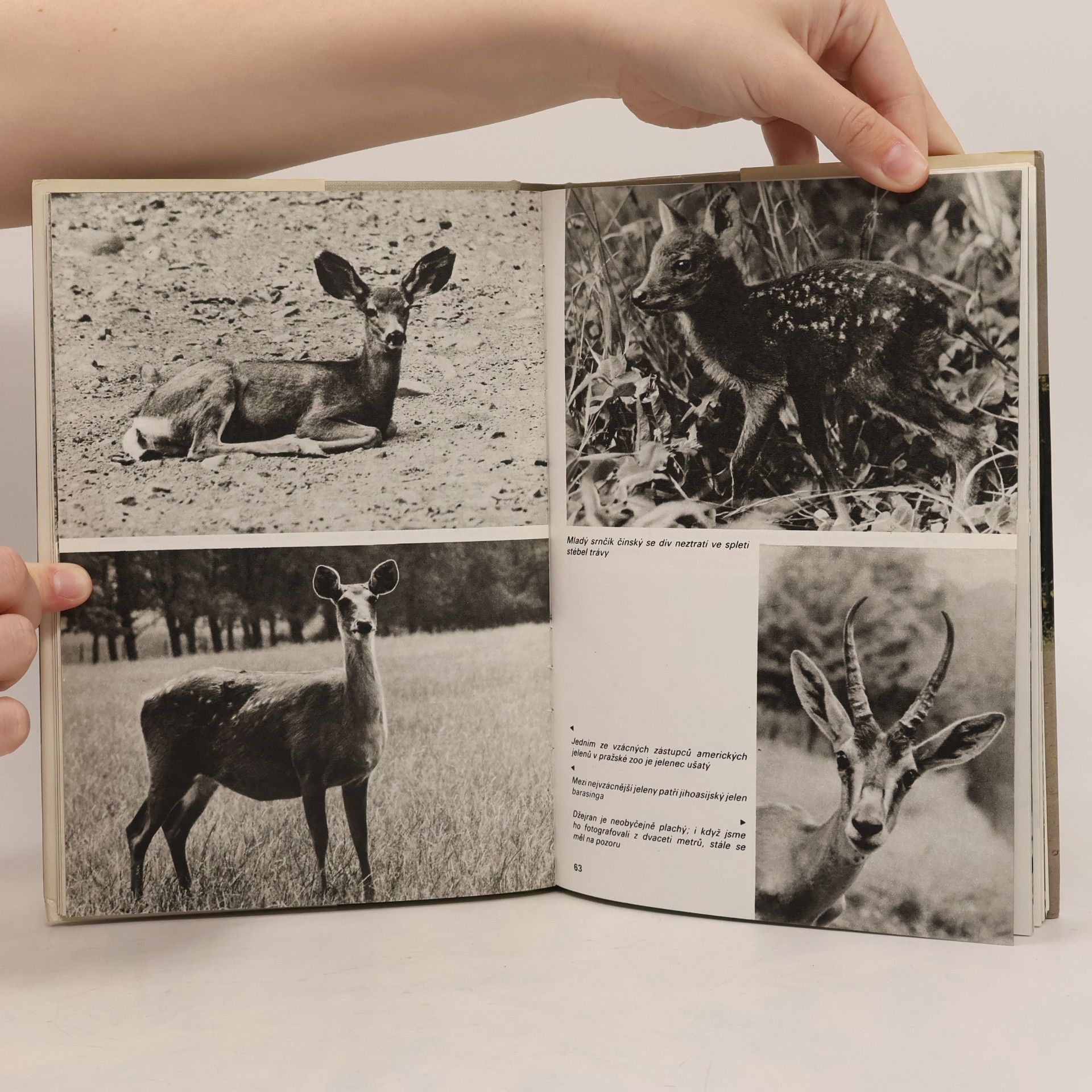 Z. Veselovský Všední den v pražské ZOO
