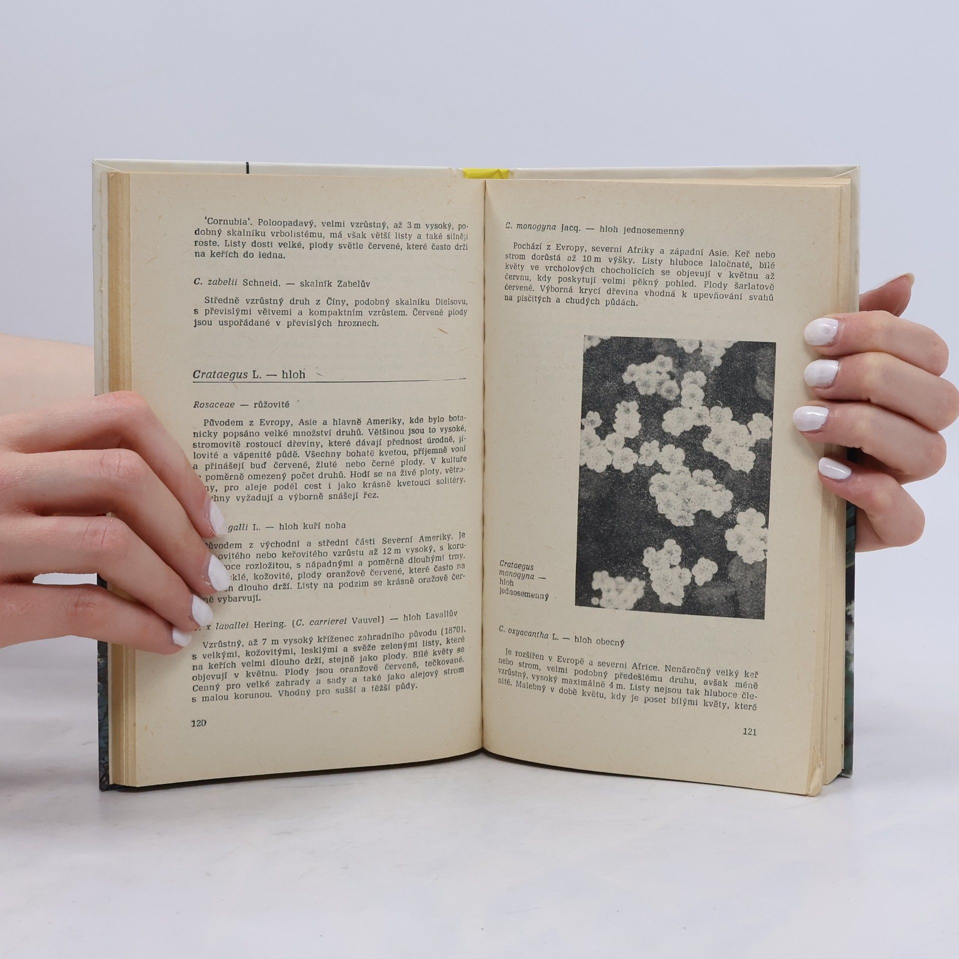 Čestmír Böhm Stálezelené, opadavé a popínavé dřeviny našich zahrad