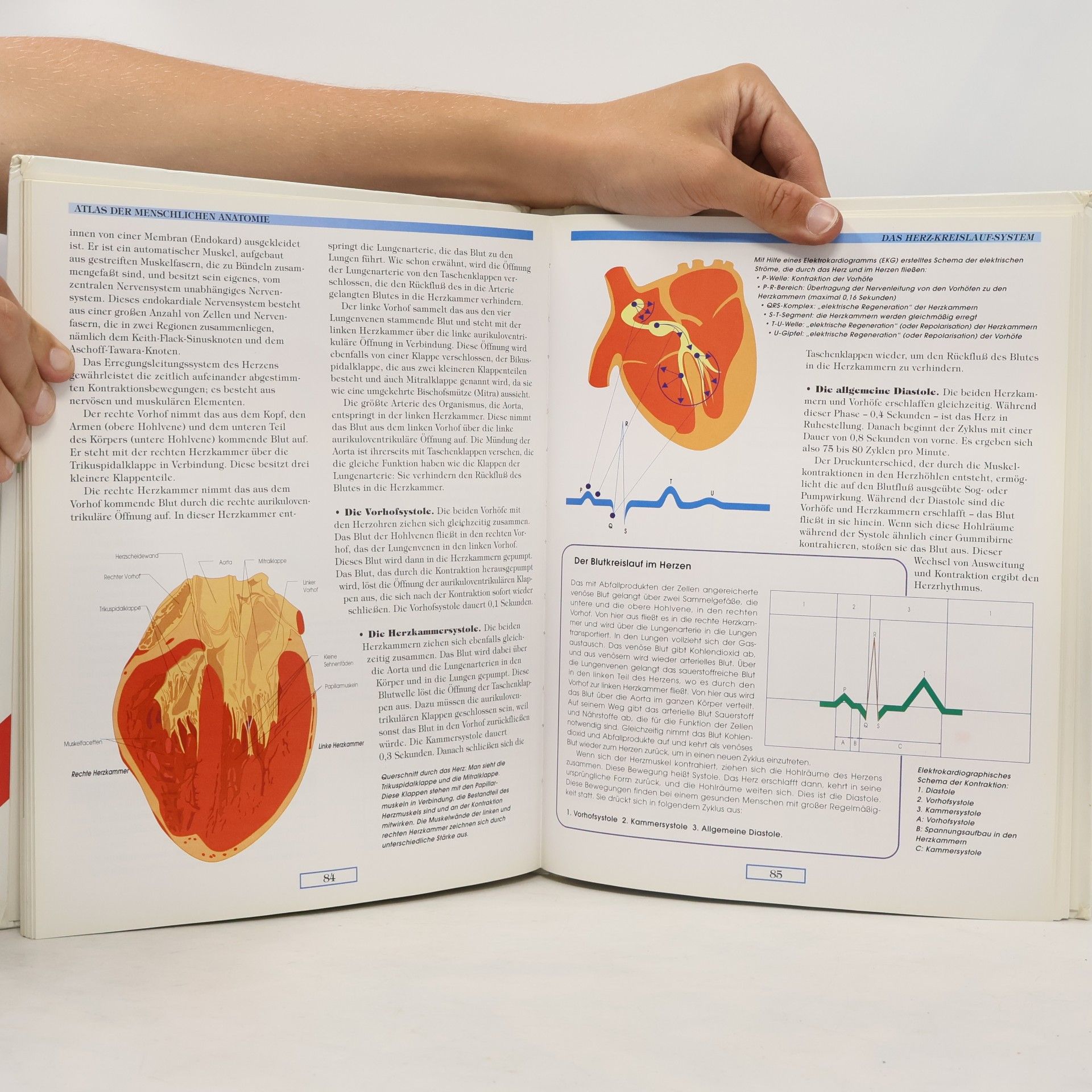 Philippe Auzou Atlas der menschlichen Anatomie