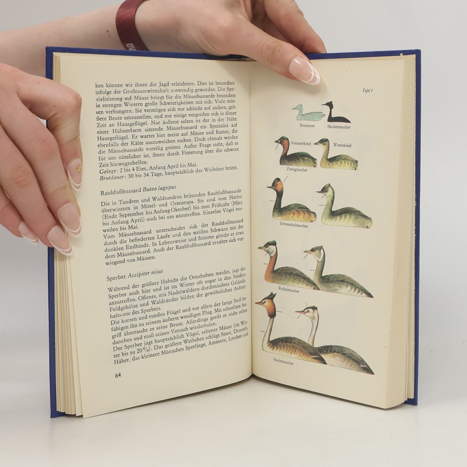 Johannes Breitmeier Geschützte und jagdbare Vögel