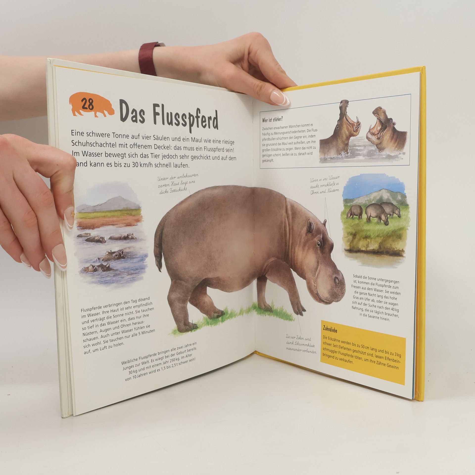 Catherine Fichaux Löwe, Elefant und Krokodil