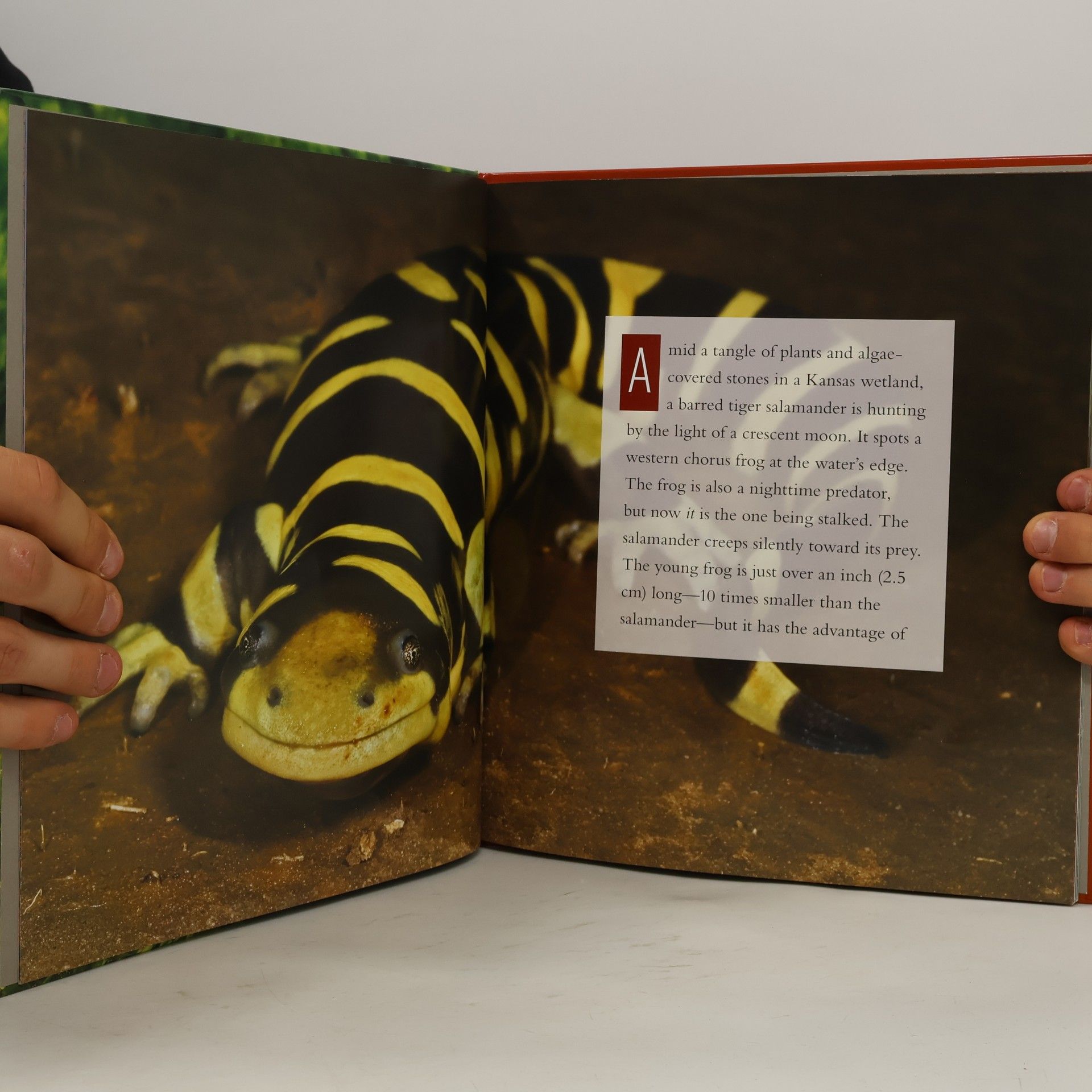Melissa Gish Living Wild: Salamanders