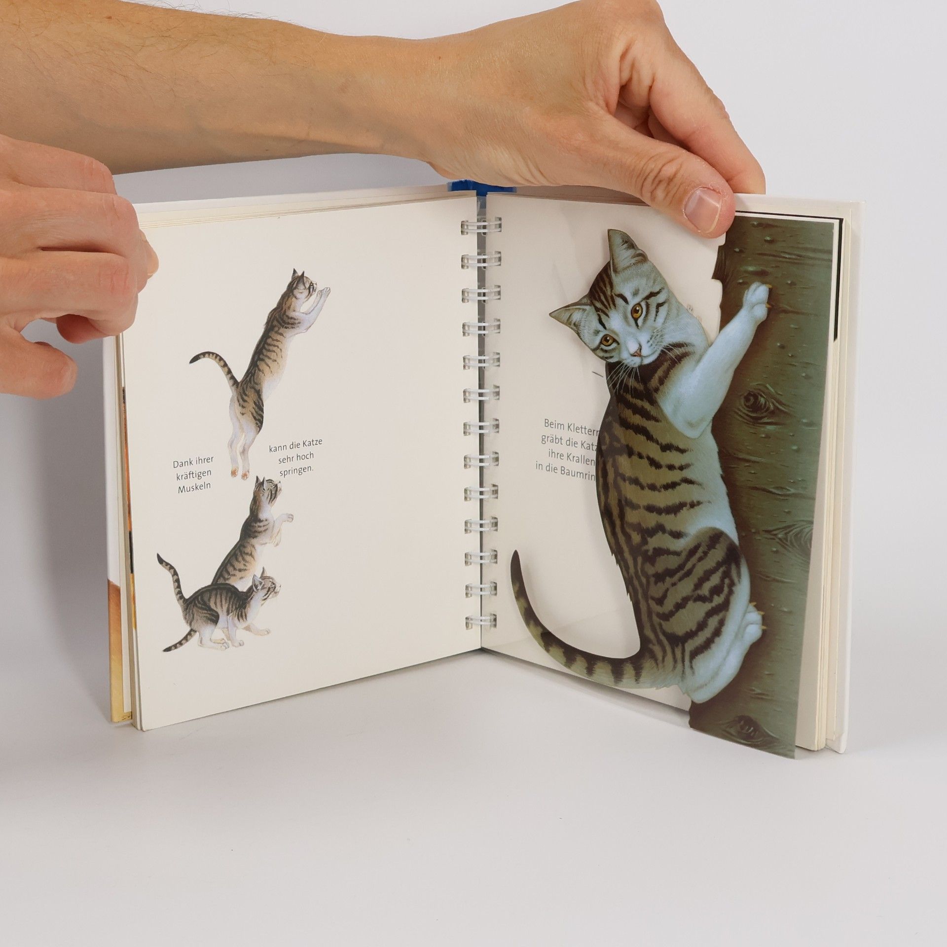 Pascale de Bourgoing Die Katze