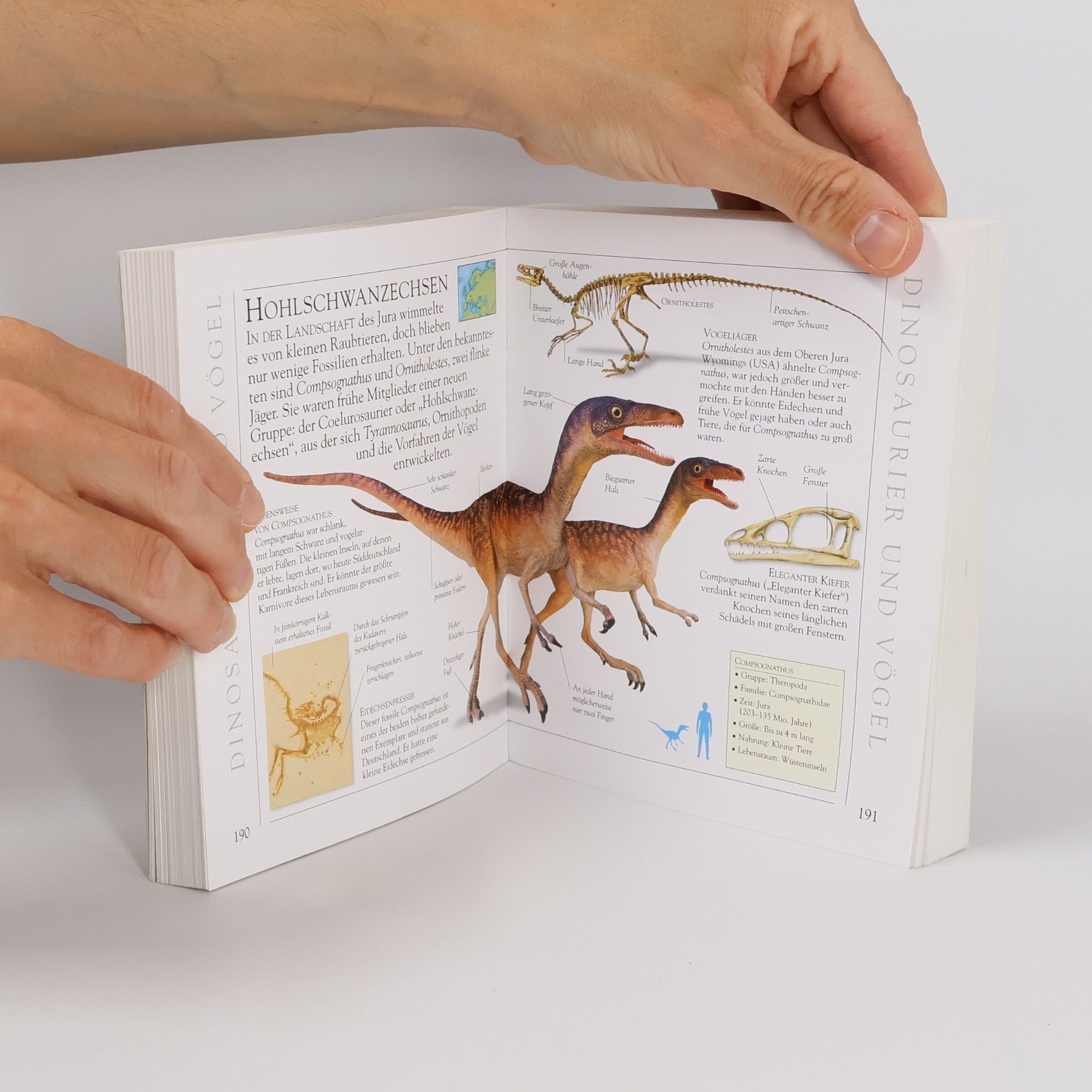 Sarah Phillips Taschenlexikon Dinosaurier