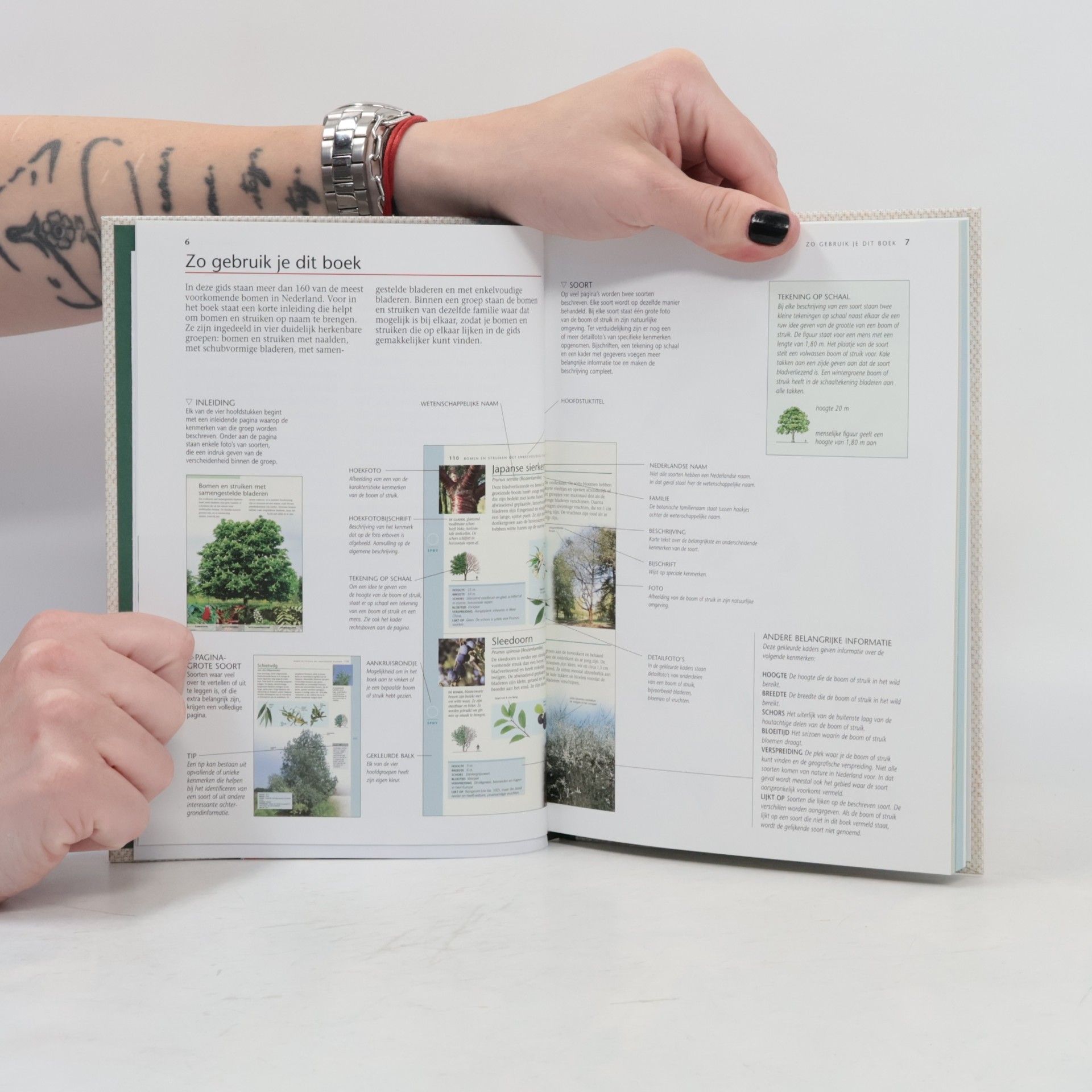 Allen J. Coombes Bomen & Struiken in Nederland