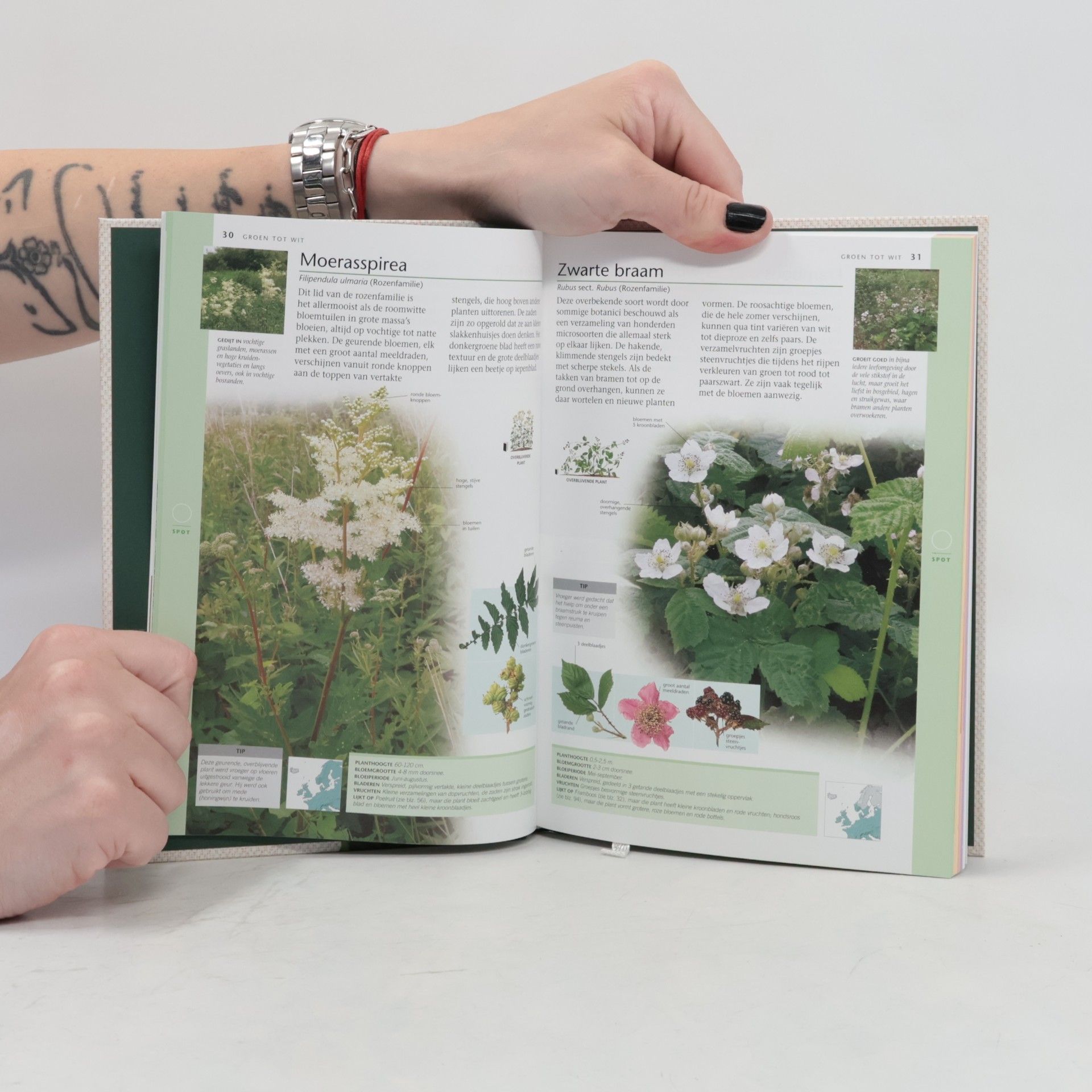 Neil Fletcher Wilde Bloemen & Planten in Nederland 4