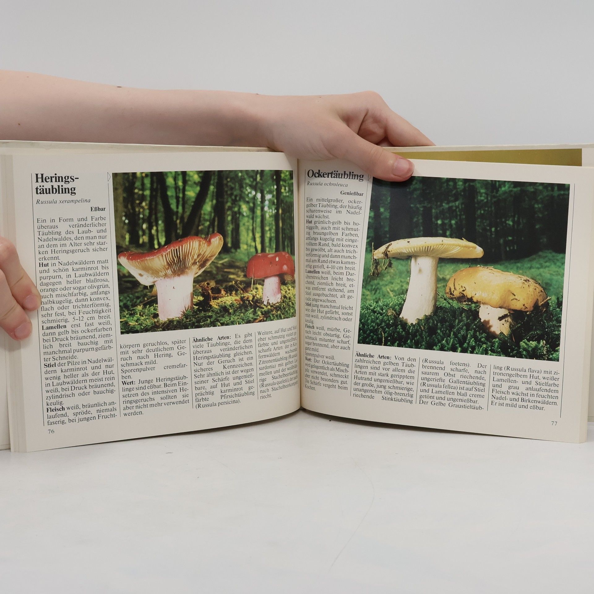 Autorenkollektiv Das neue Pilzbuch