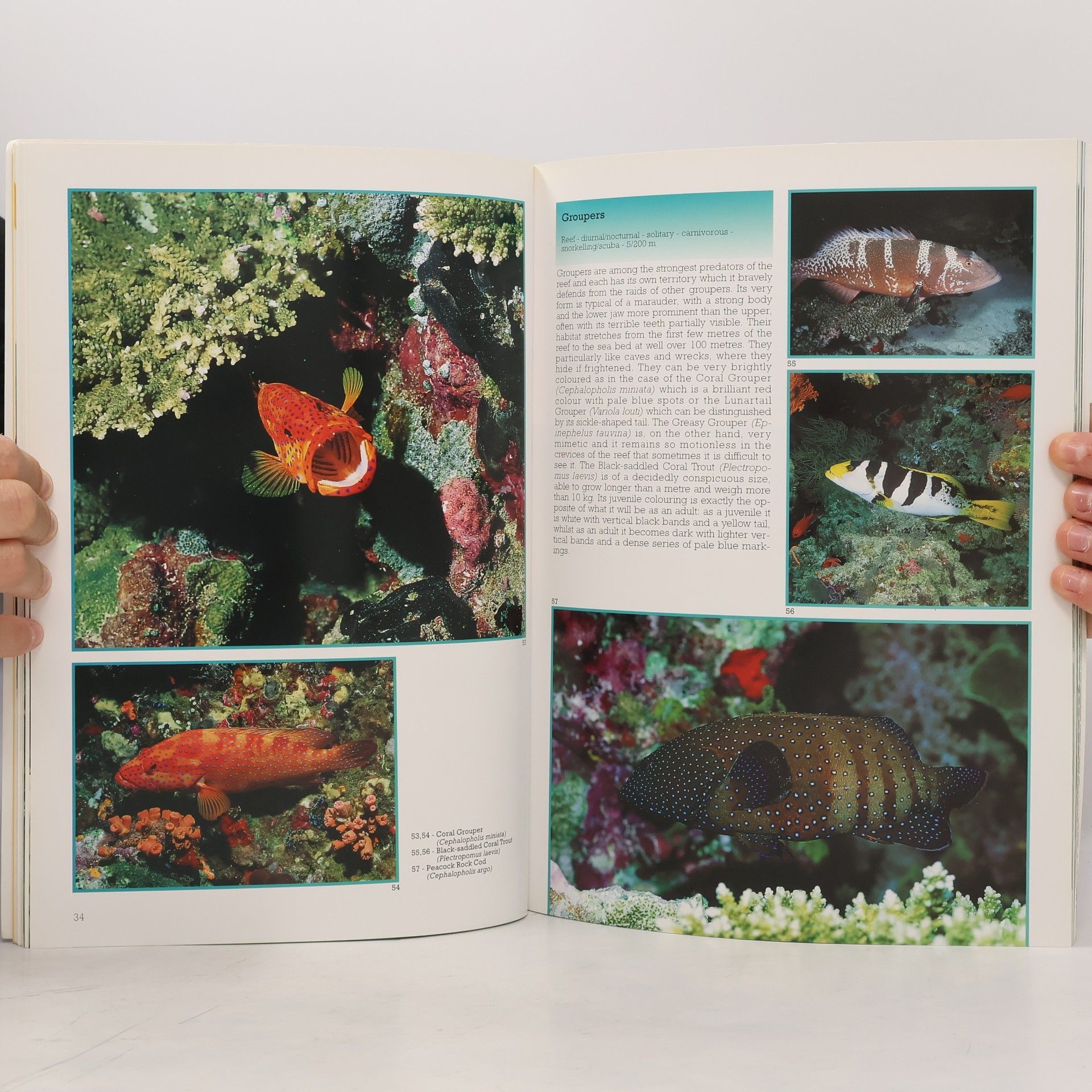 Andrea Ghisotti Fish of the Maldives